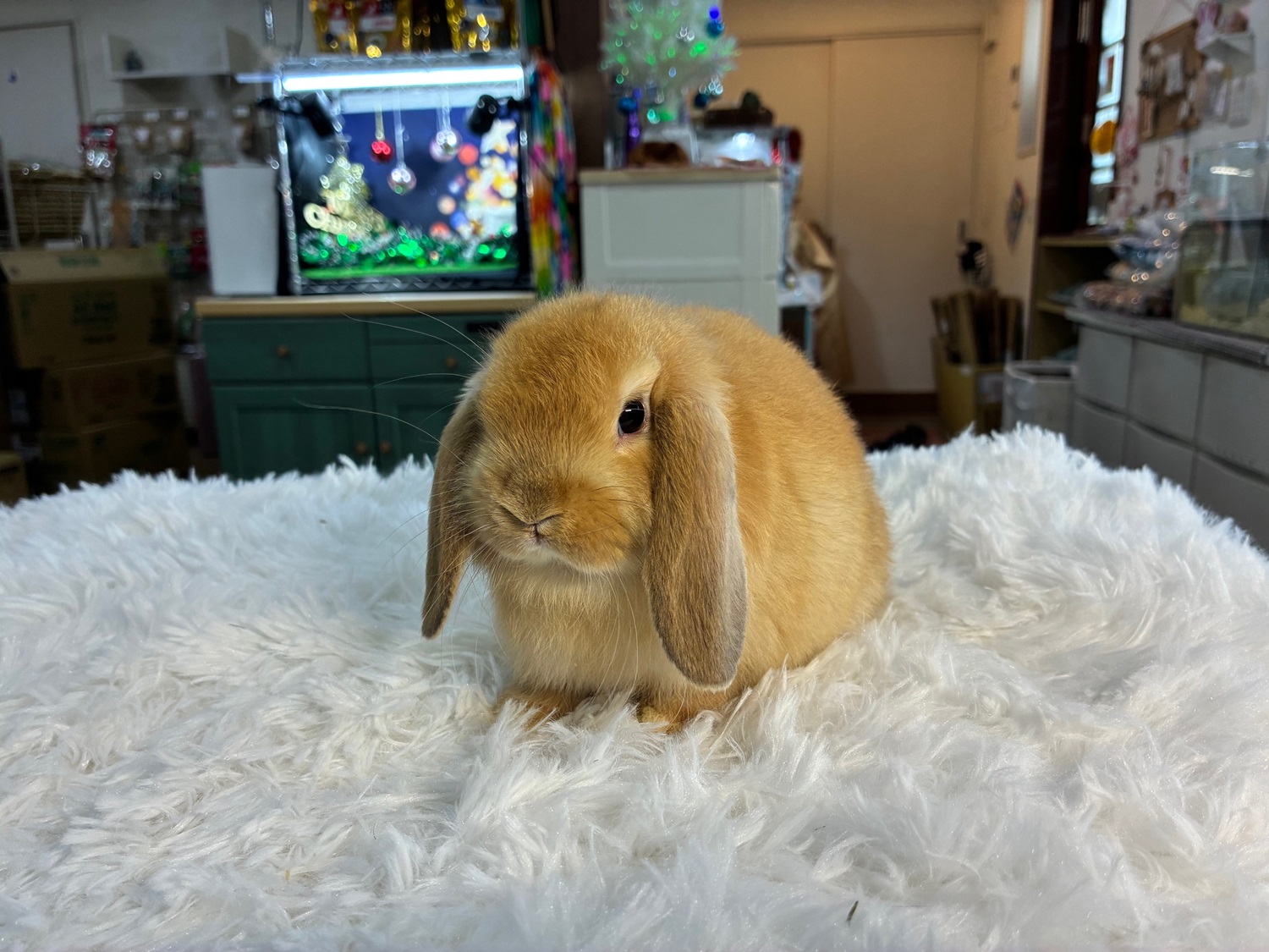 ホーランドロップ(No.1283)☆うさぎさんと過ごすお正月キャンペーン☆