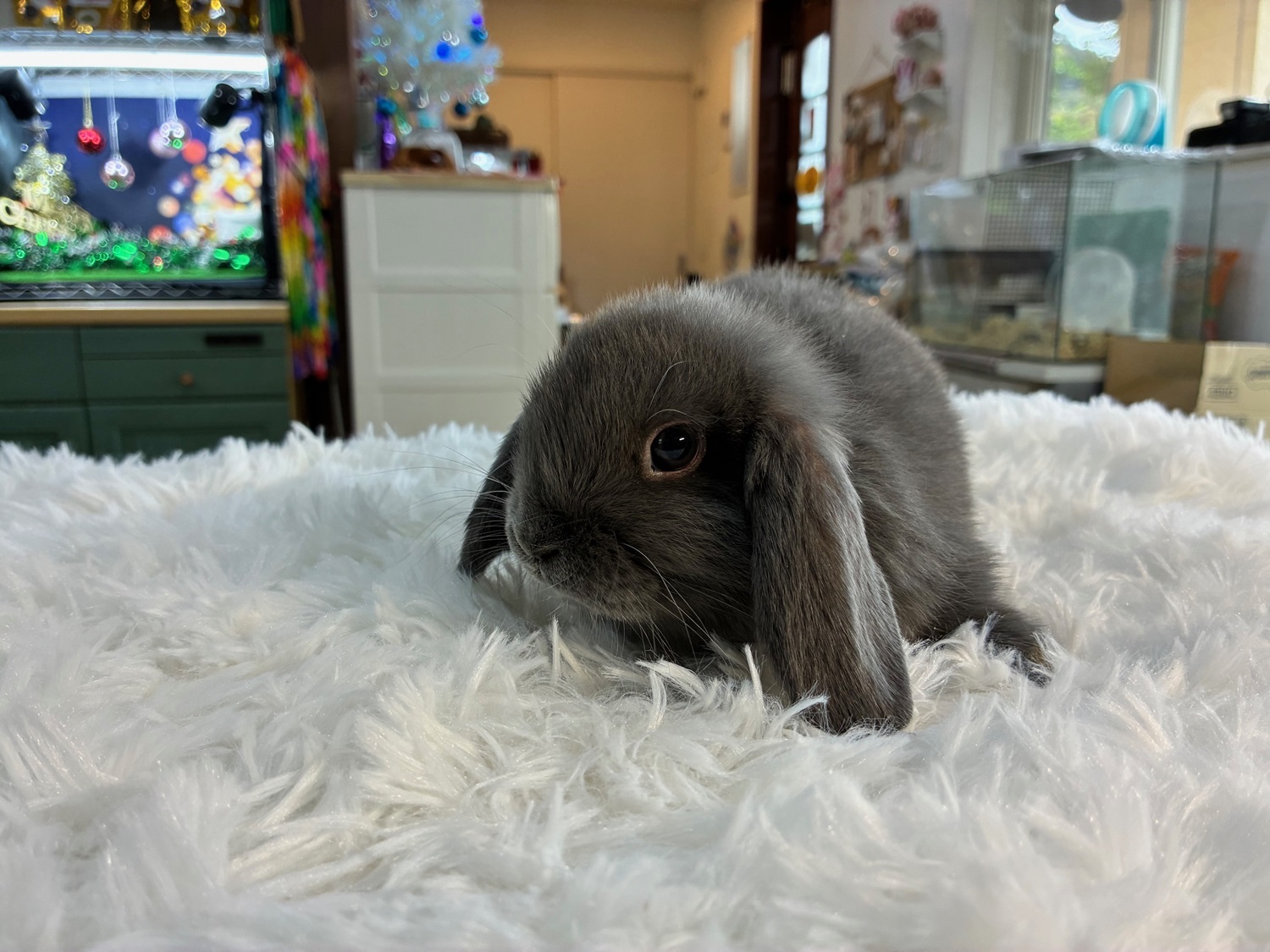 ホーランドロップ(No.1279)☆うさぎさんと過ごすお正月キャンペーン☆ご予約頂きました