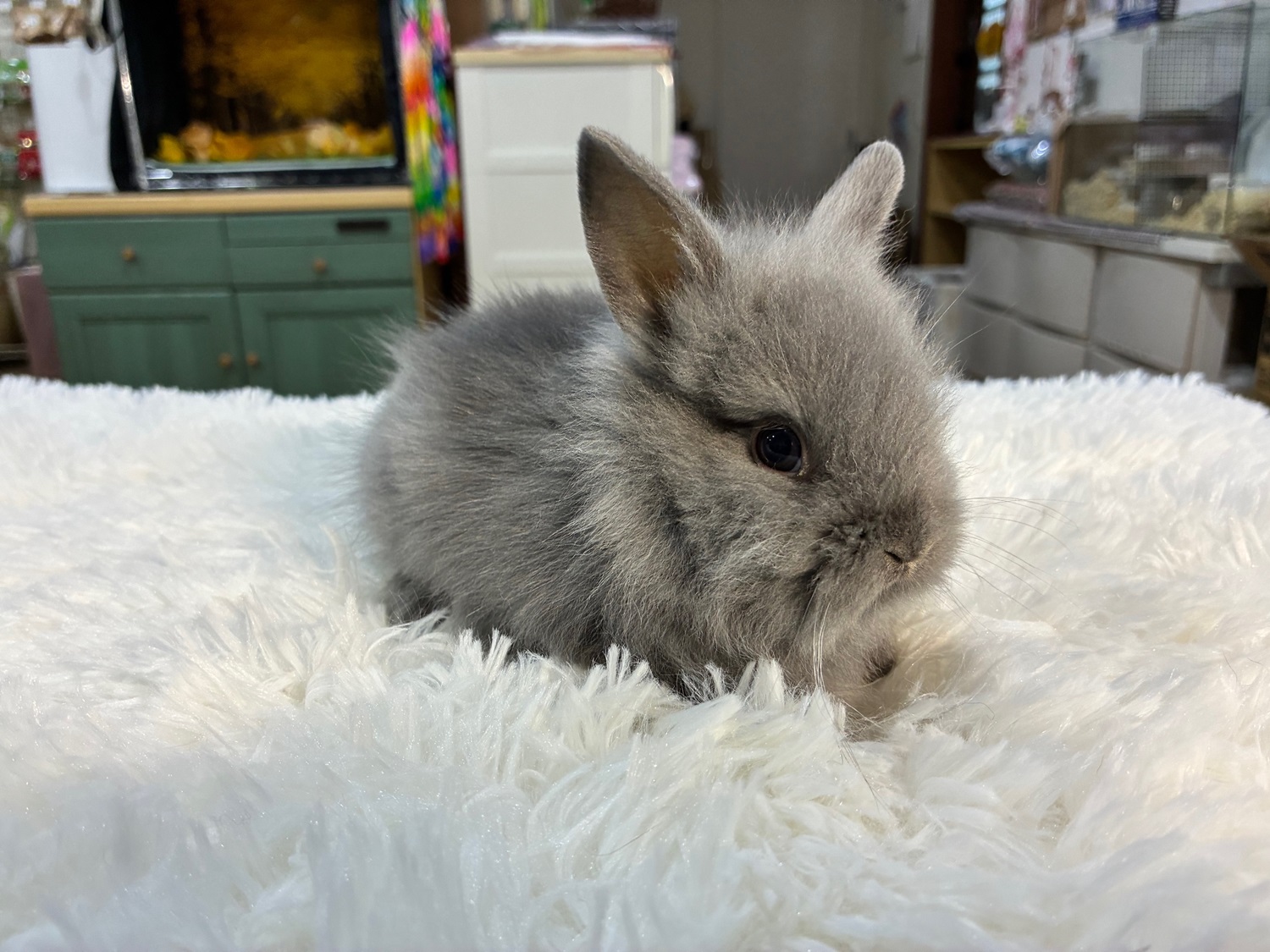 ライオンヘッド(No.1265)☆ライオンさんと暮らしてみようキャンペーン☆