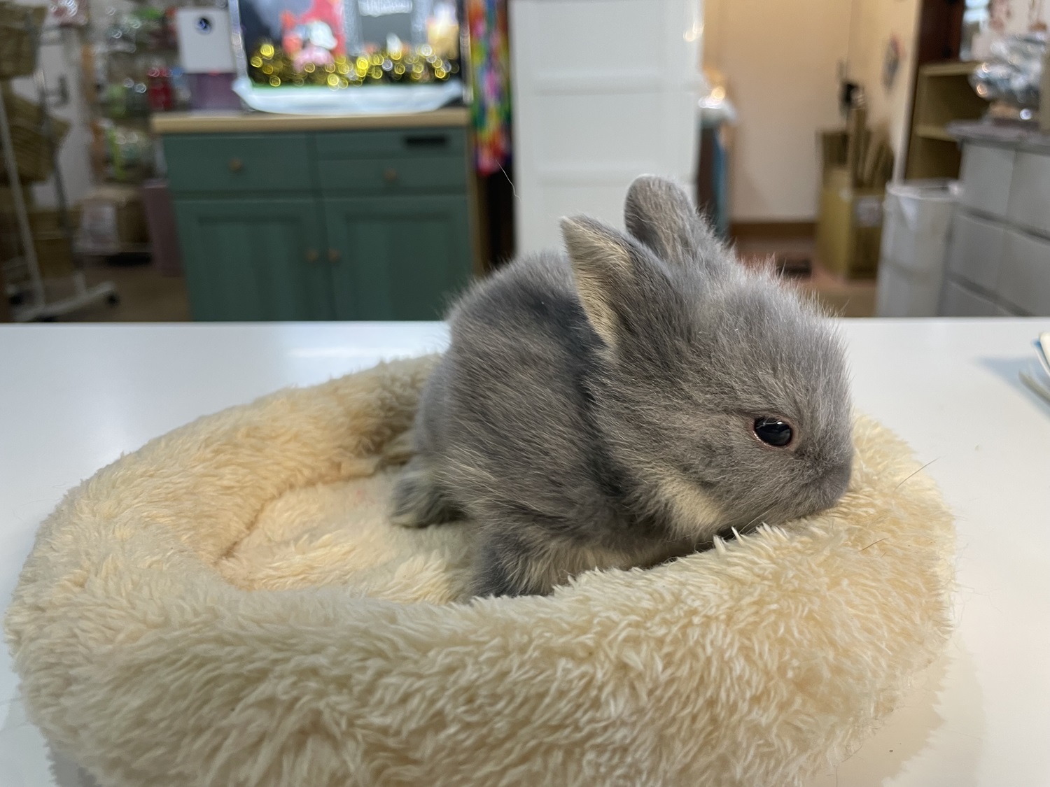 ライオンヘッド（No.1265）