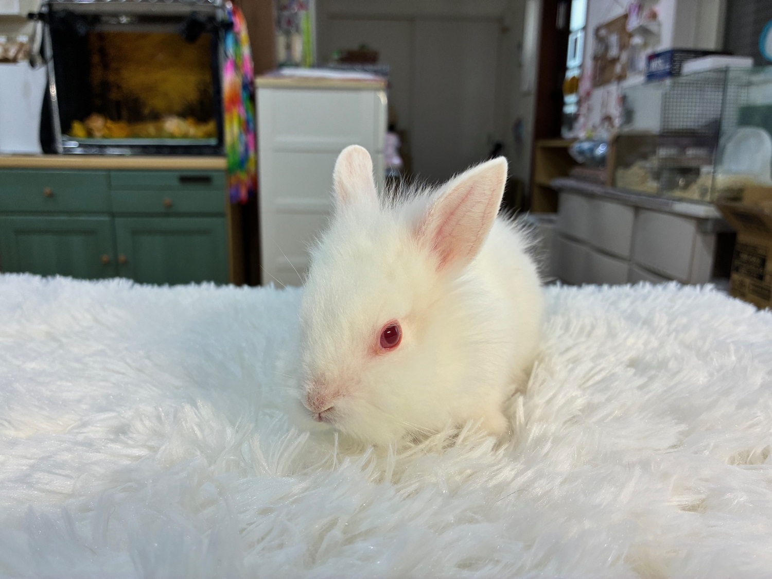 ライオンヘッド（No.1260）☆お迎え頂きました☆