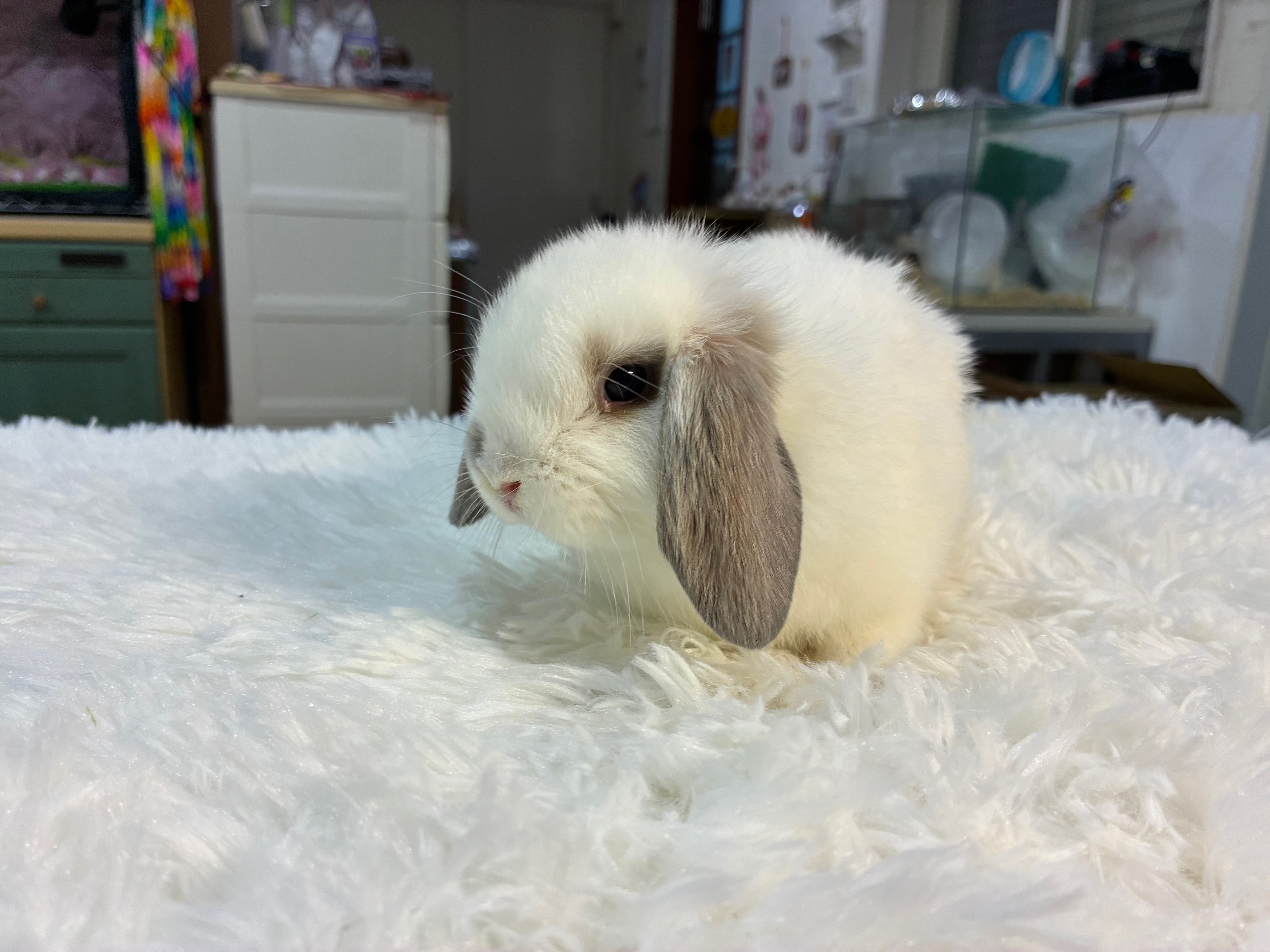 ホーランドロップ（No.1297）