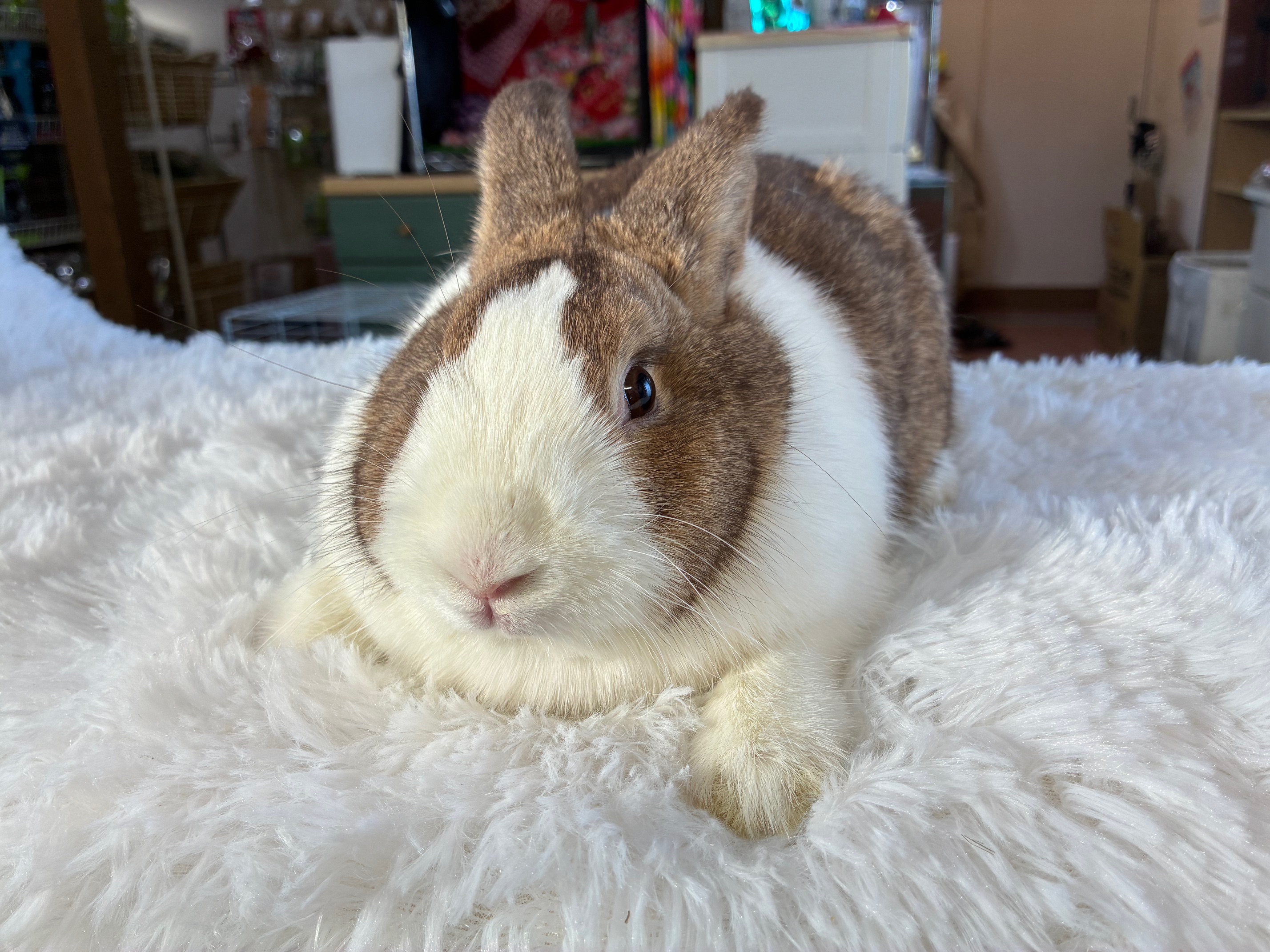 ダッチ（No.1255）☆お迎え頂きました☆