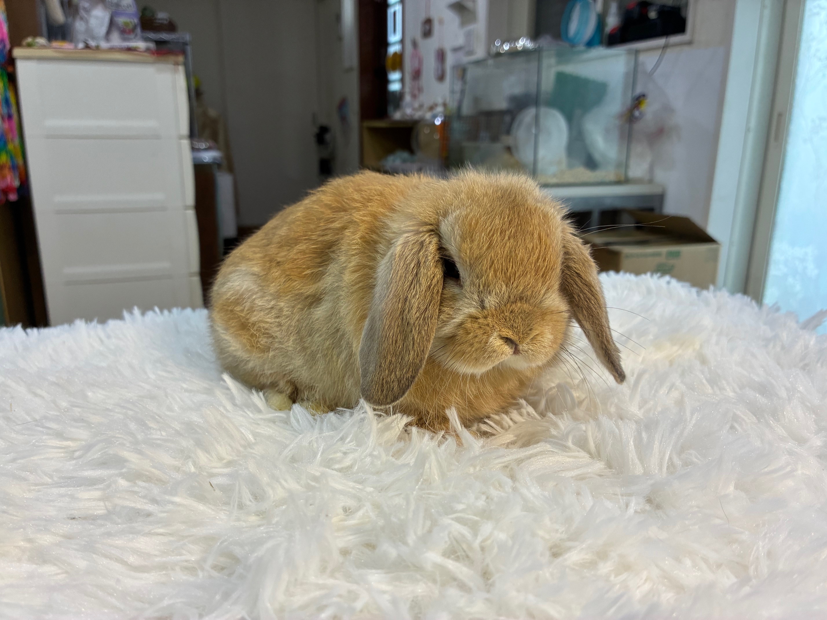 ホーランドロップ（No.1295）