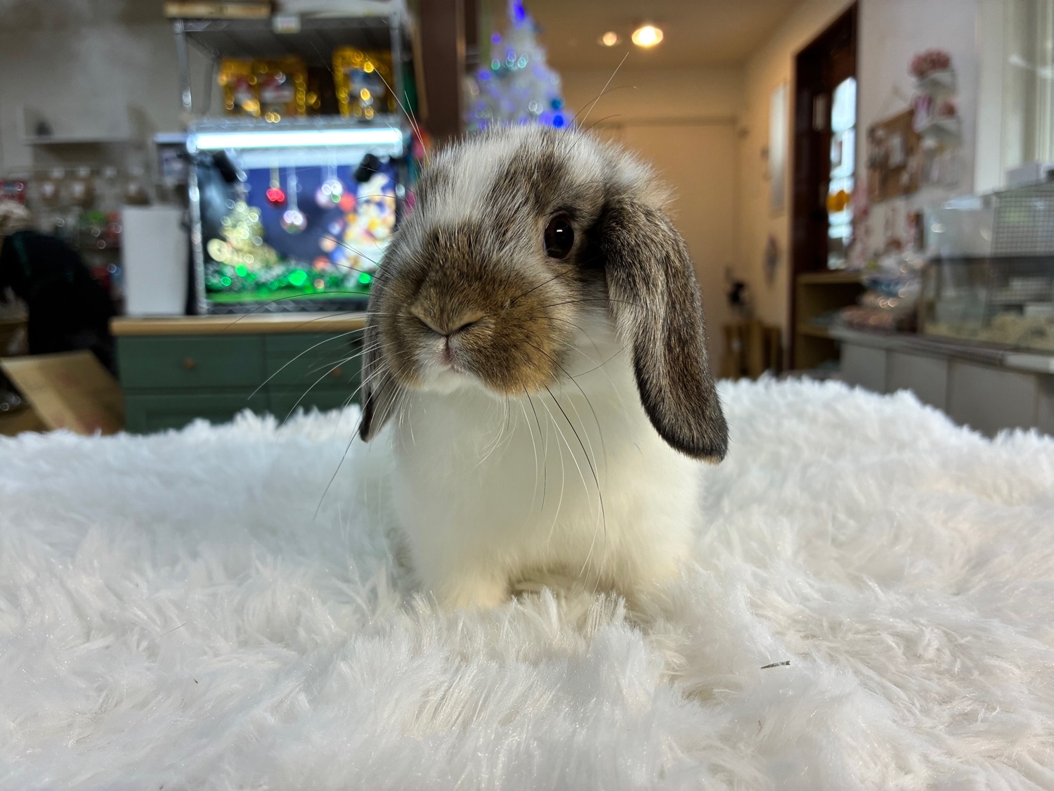 ホーランドロップ(No.1275)☆うさぎさんと過ごすお正月キャンペーン☆