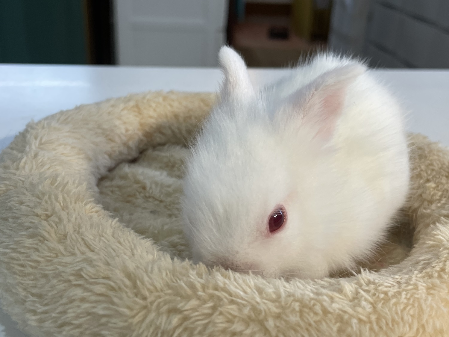 ライオンヘッド（No.1260）