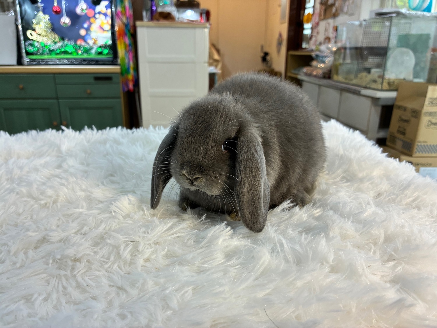 ホーランドロップ(No.1285)☆ご予約頂きました☆