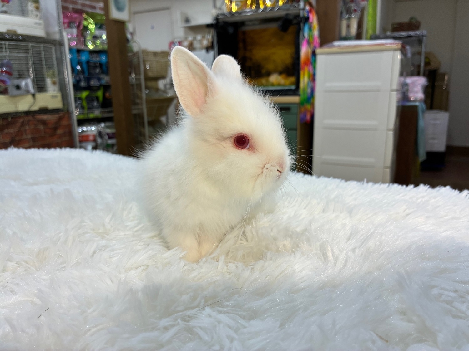 ライオンヘッド（No.1261）☆ご予約頂きました☆