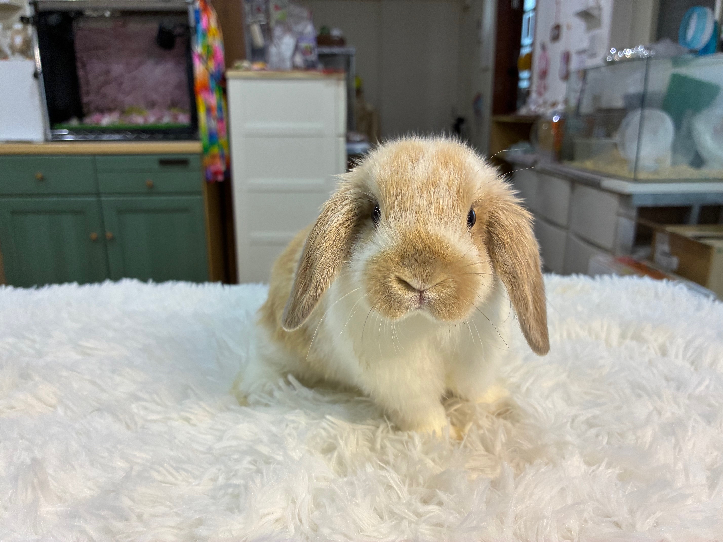 ホーランドロップ（No.1296）