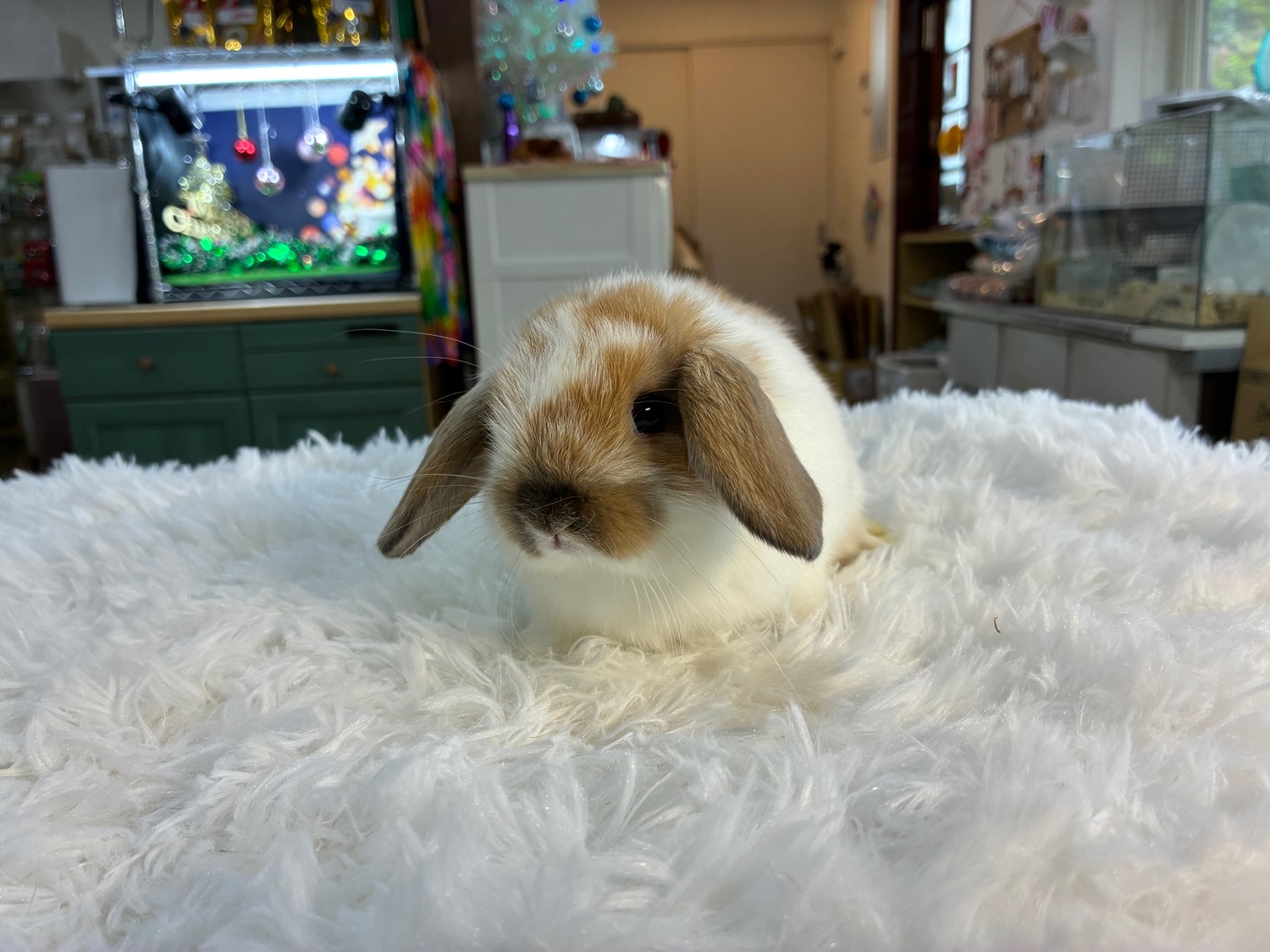 ホーランドロップ(No.1280)☆お迎え頂きました☆