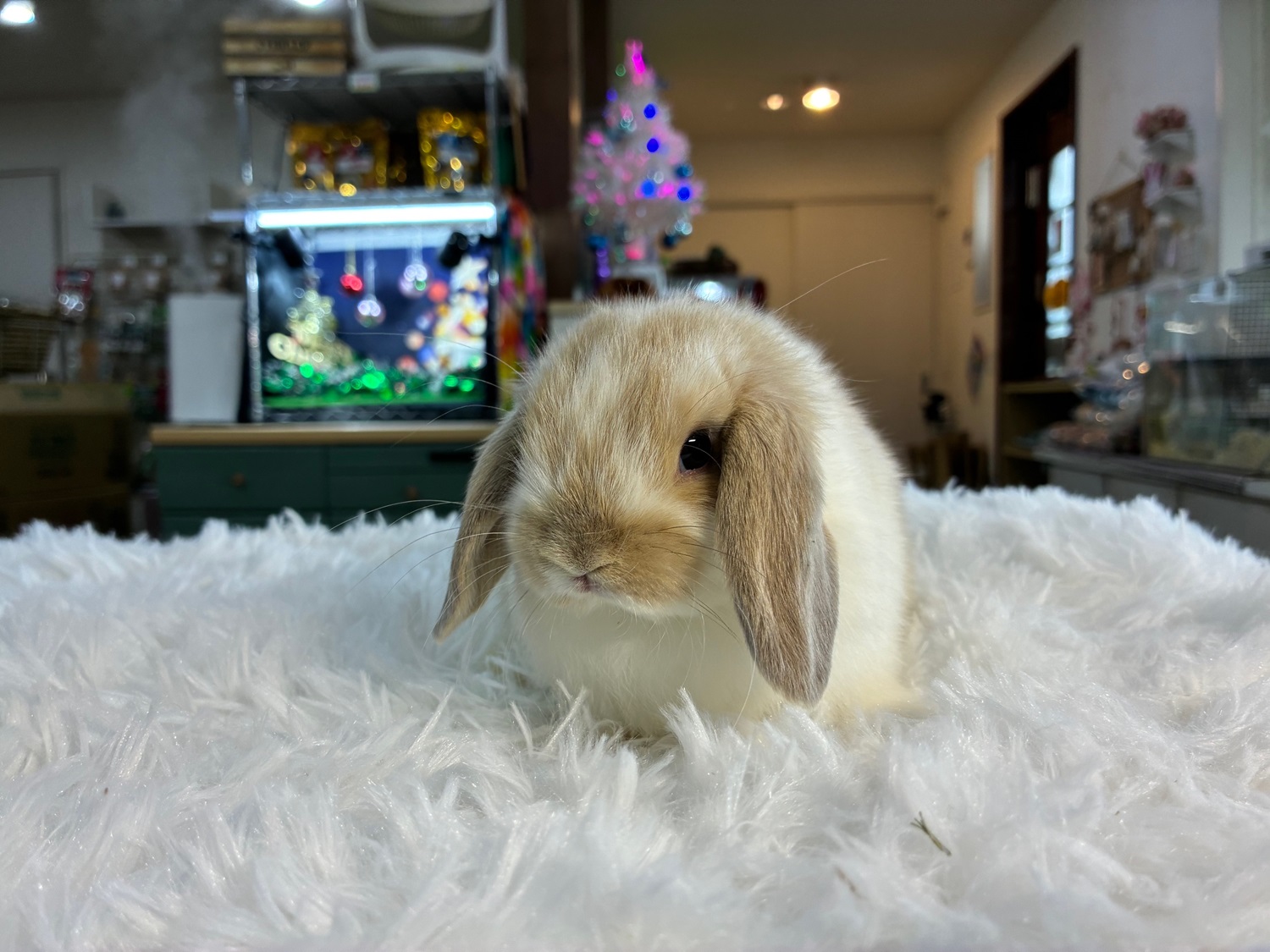 ホーランドロップ(No.1278)☆うさぎさんと過ごすお正月キャンペーン☆