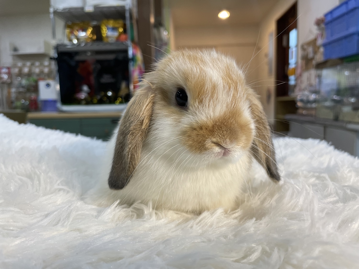 ホーランドロップ（No.1267）☆お迎え頂きました☆