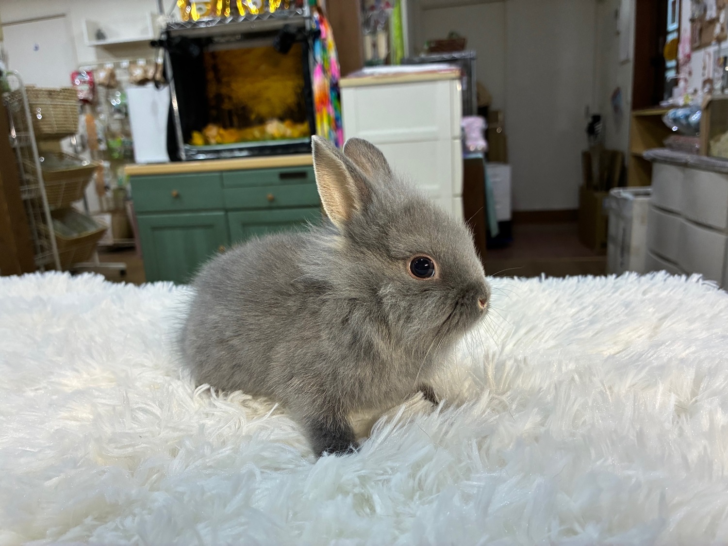 ライオンヘッド(No.1263)☆ライオンさんと暮らしてみようキャンペーン☆