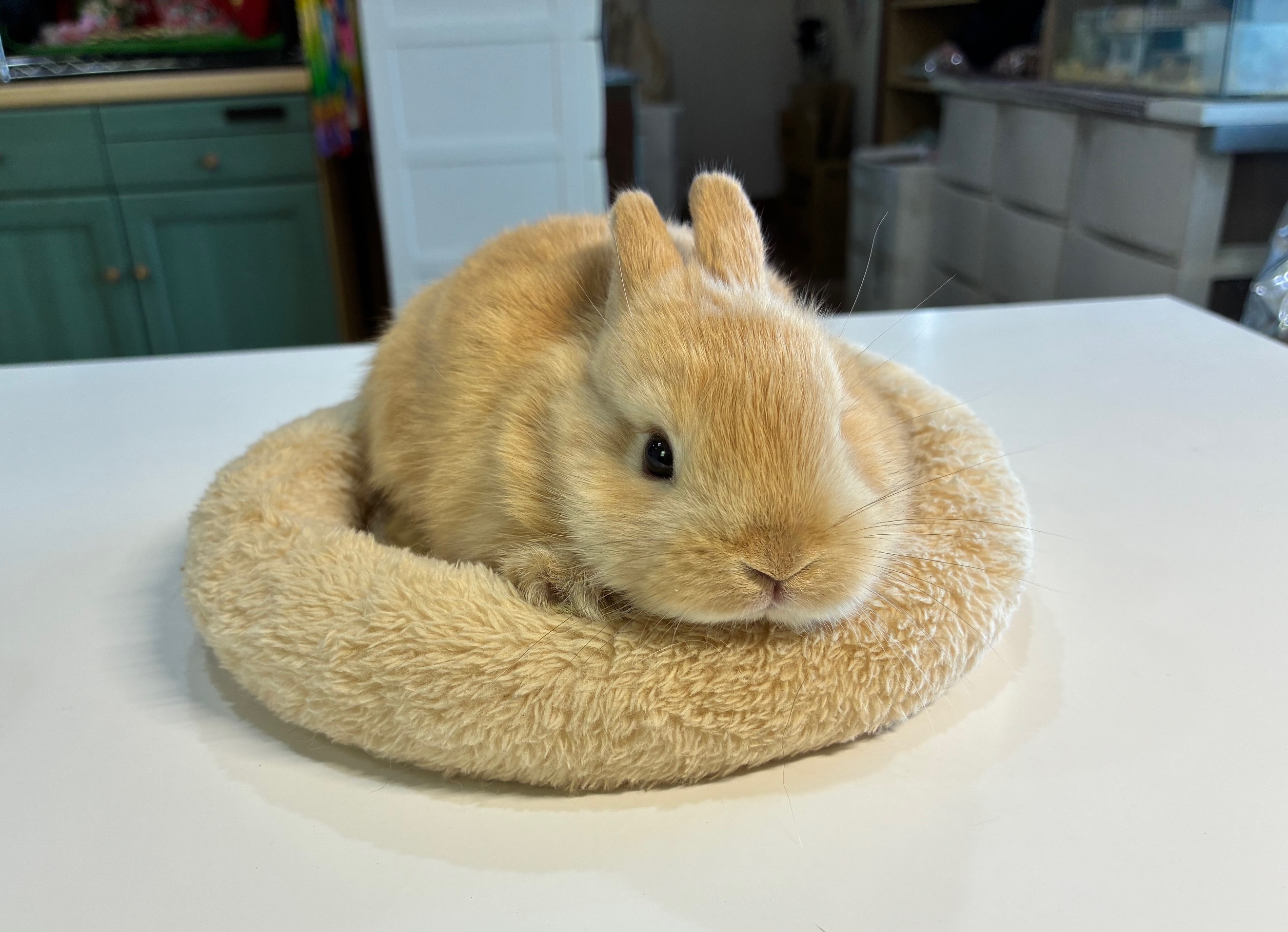 ネザーランドドワーフ（No.1287）☆ご予約頂きました☆