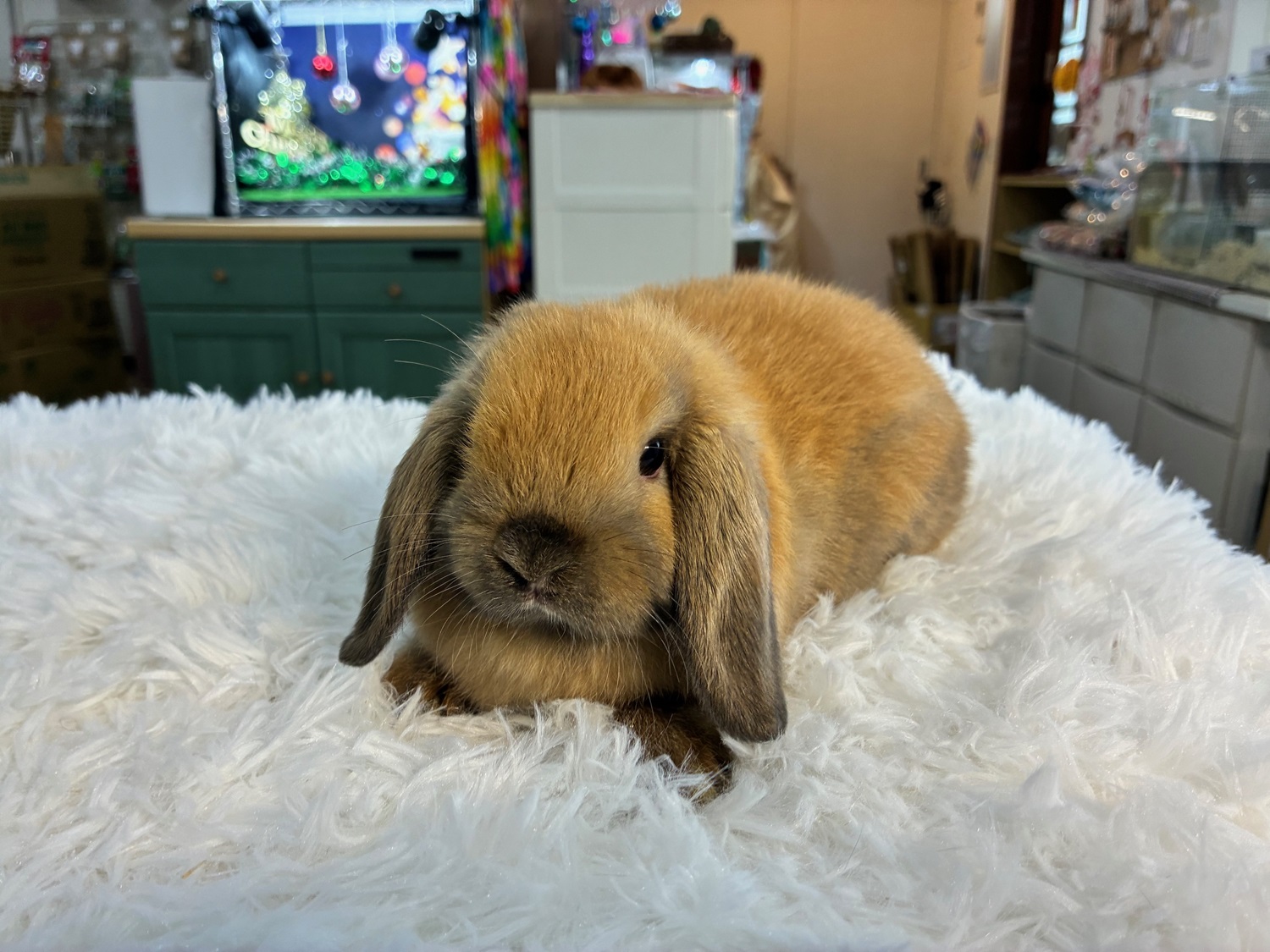 ホーランドロップ(No.1286)☆うさぎさんと過ごすお正月キャンペーン☆