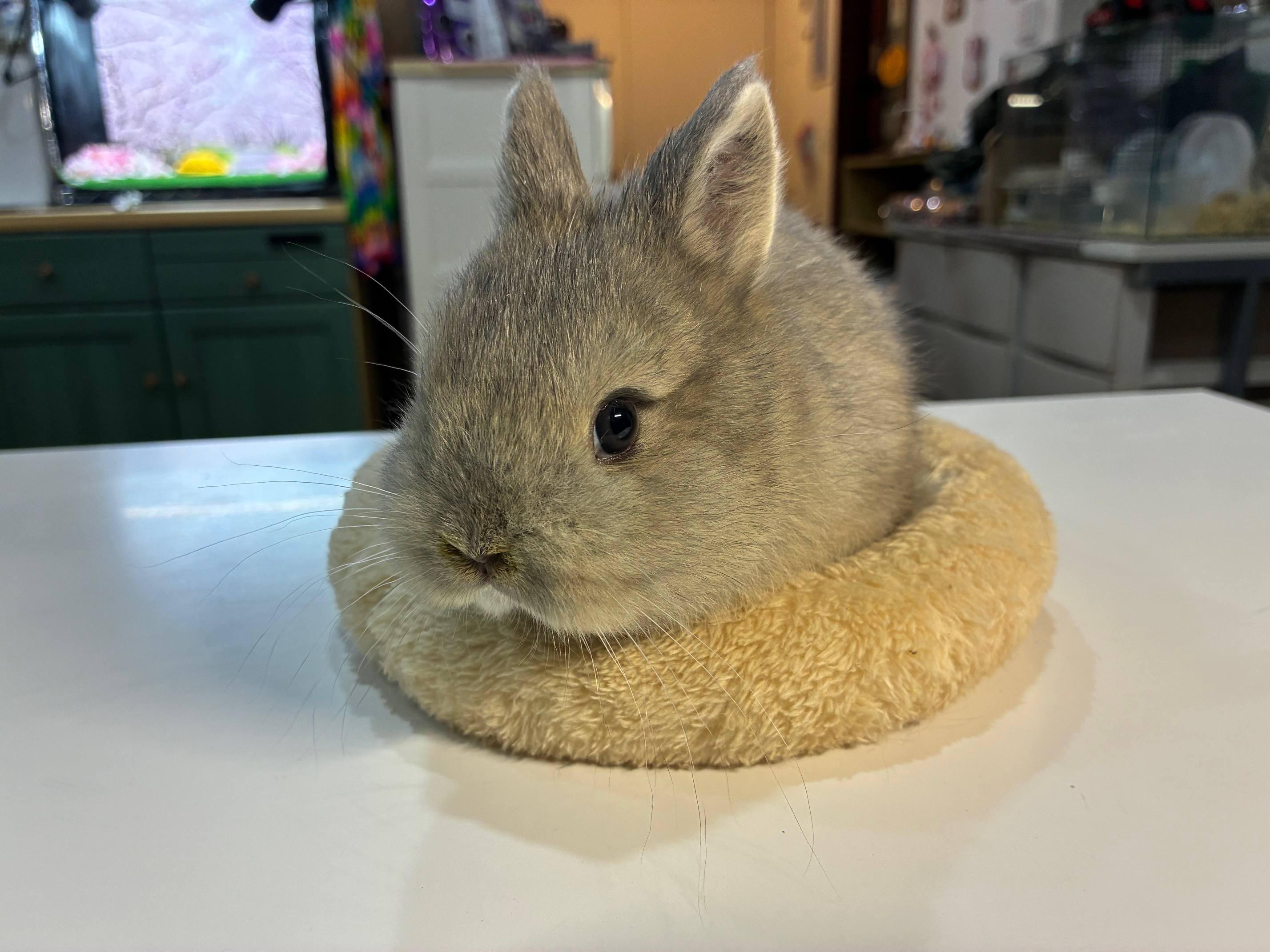 ネザーランドドワーフ（No.1290）☆ご予約頂きました☆