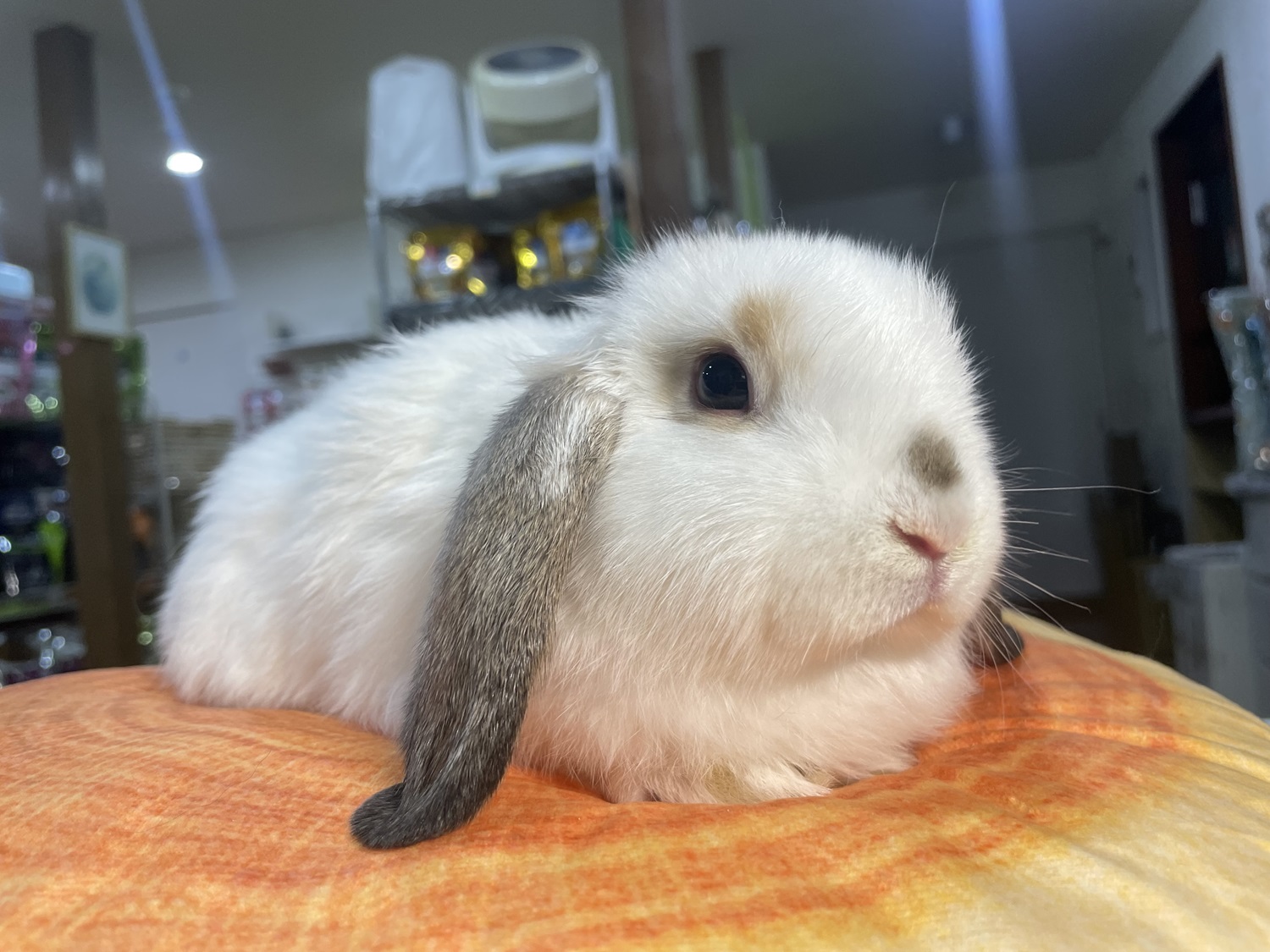 ホーランドロップ（No.1252）