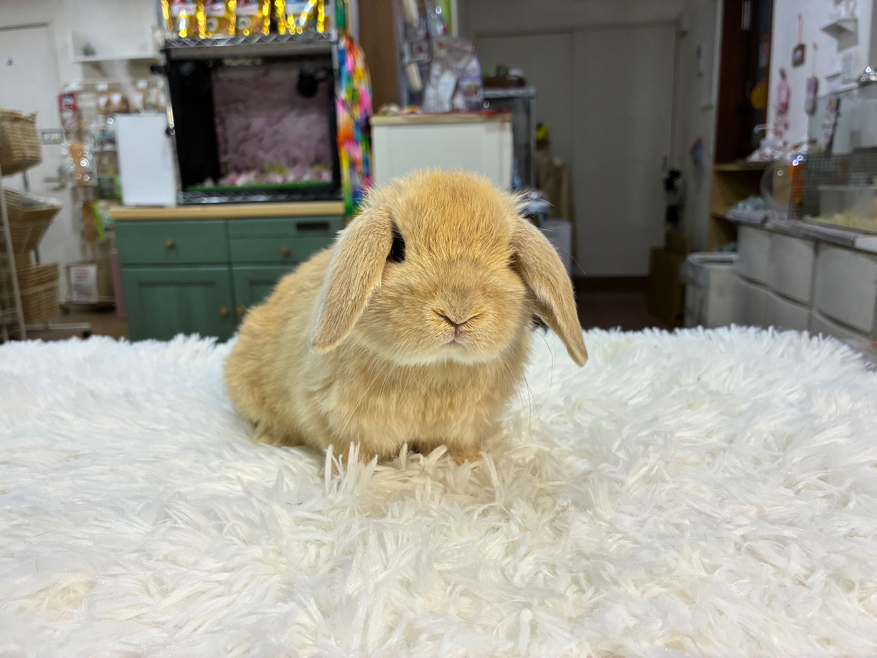 ホーランドロップ（No.1299）☆お迎え頂きました☆