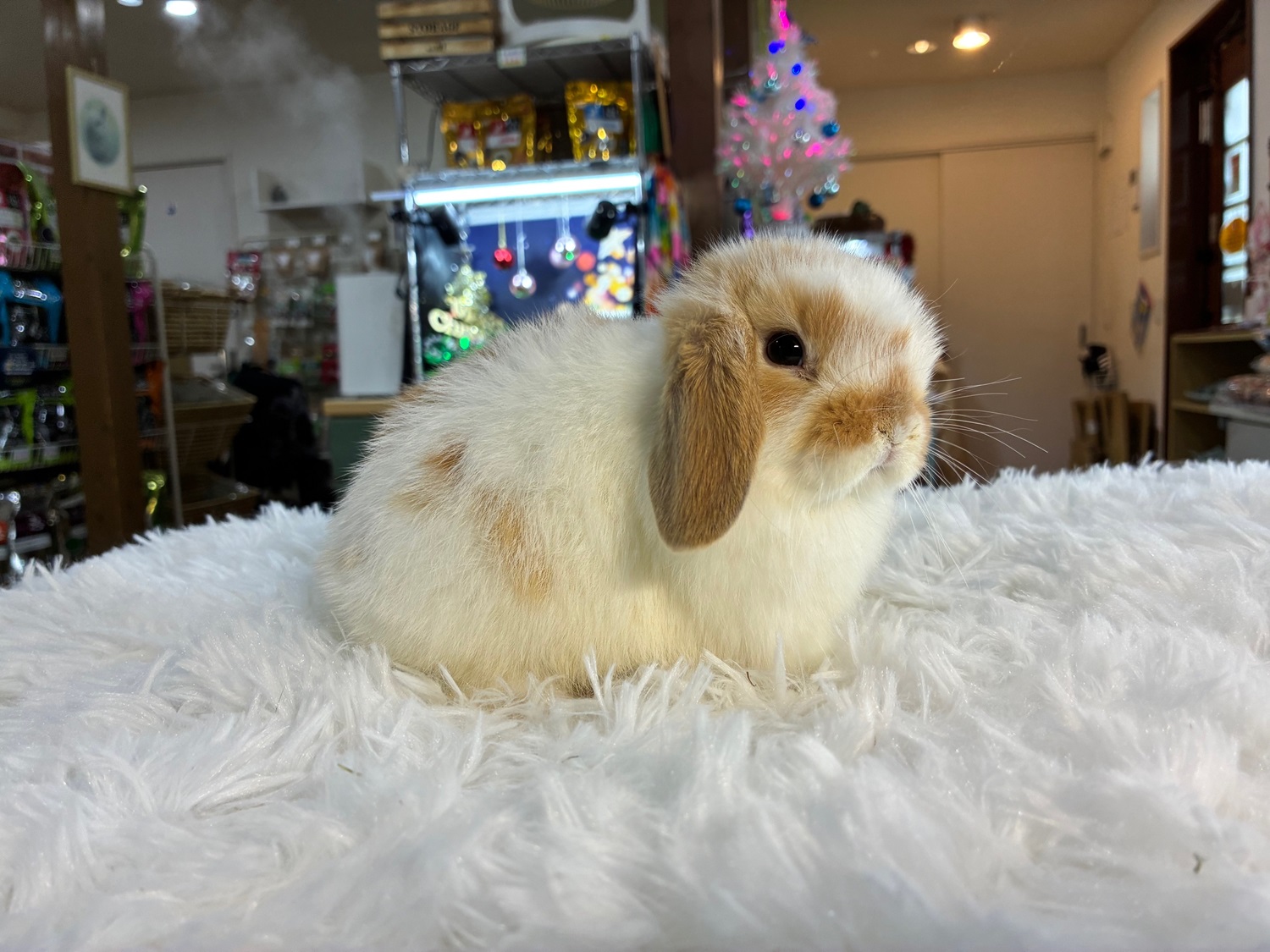 ホーランドロップ(No.1277)☆お迎え頂きました☆