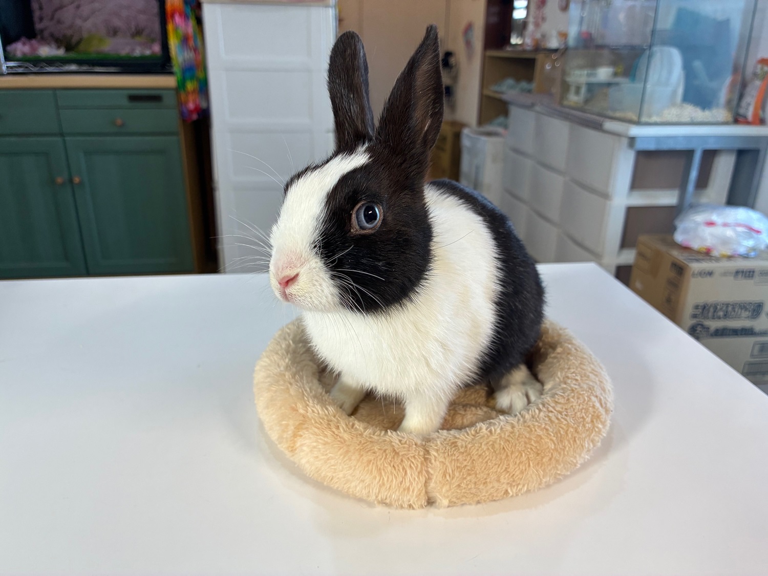 ダッチ（No.1291）