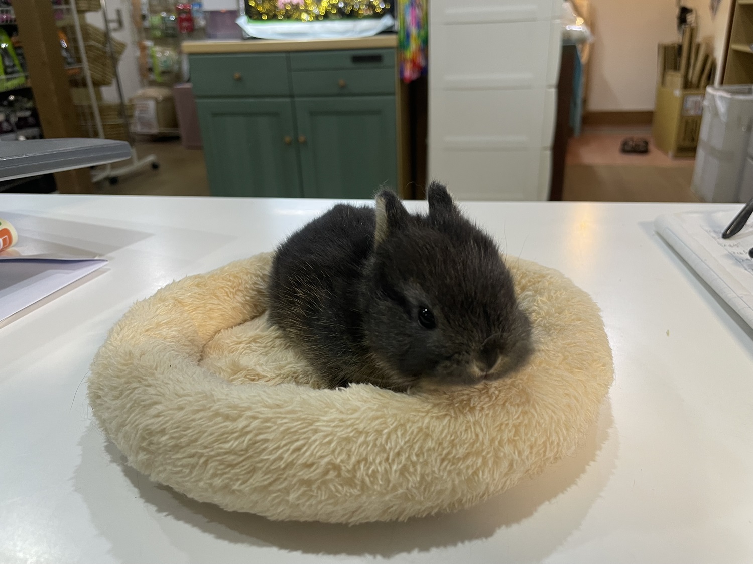 ネザーランドドワーフ（No.1259）