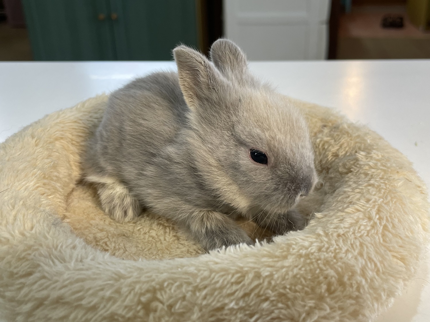 ライオンヘッド（No.1262）