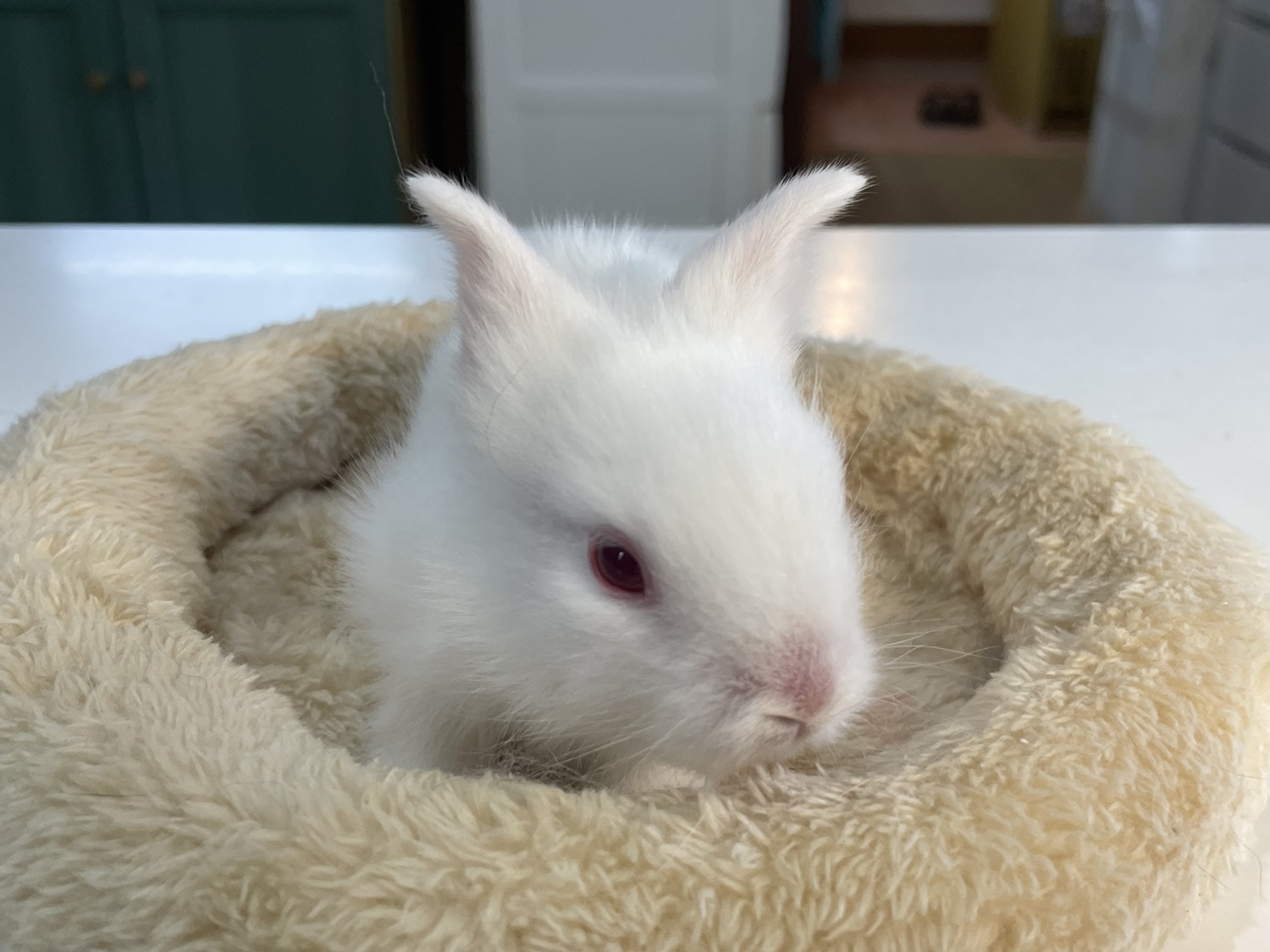 ライオンヘッド（No.1261）