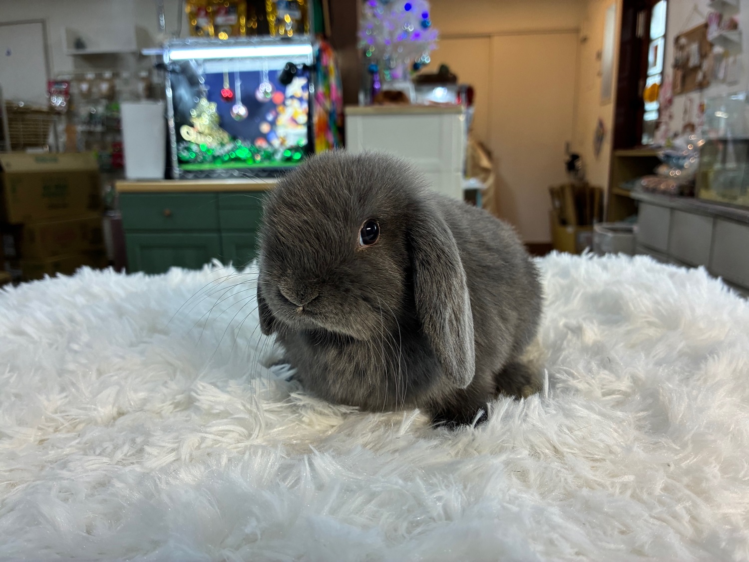 ホーランドロップ(No.1281)☆お迎え頂きました☆