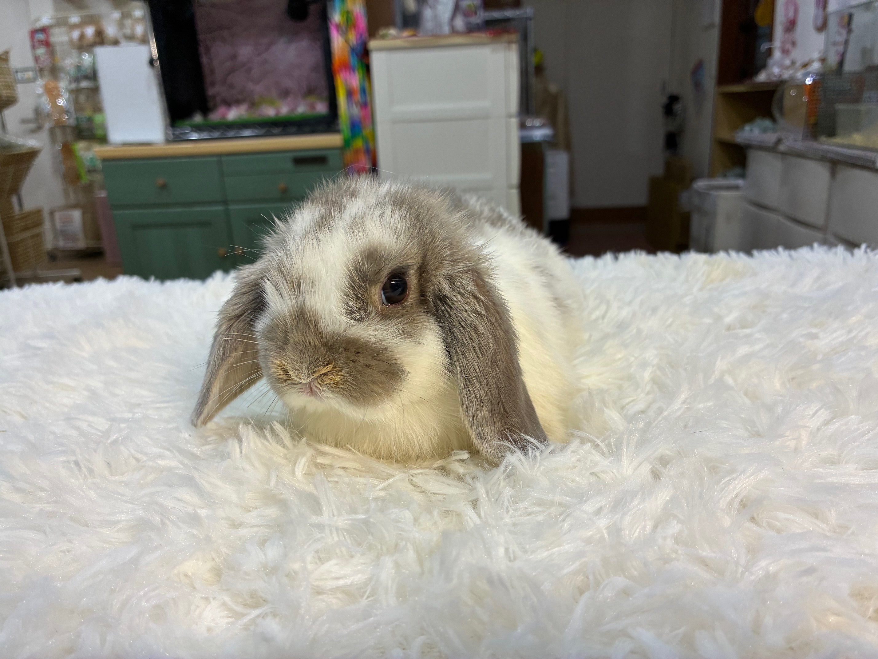 ホーランドロップ（No.1298）☆お迎え頂きました☆