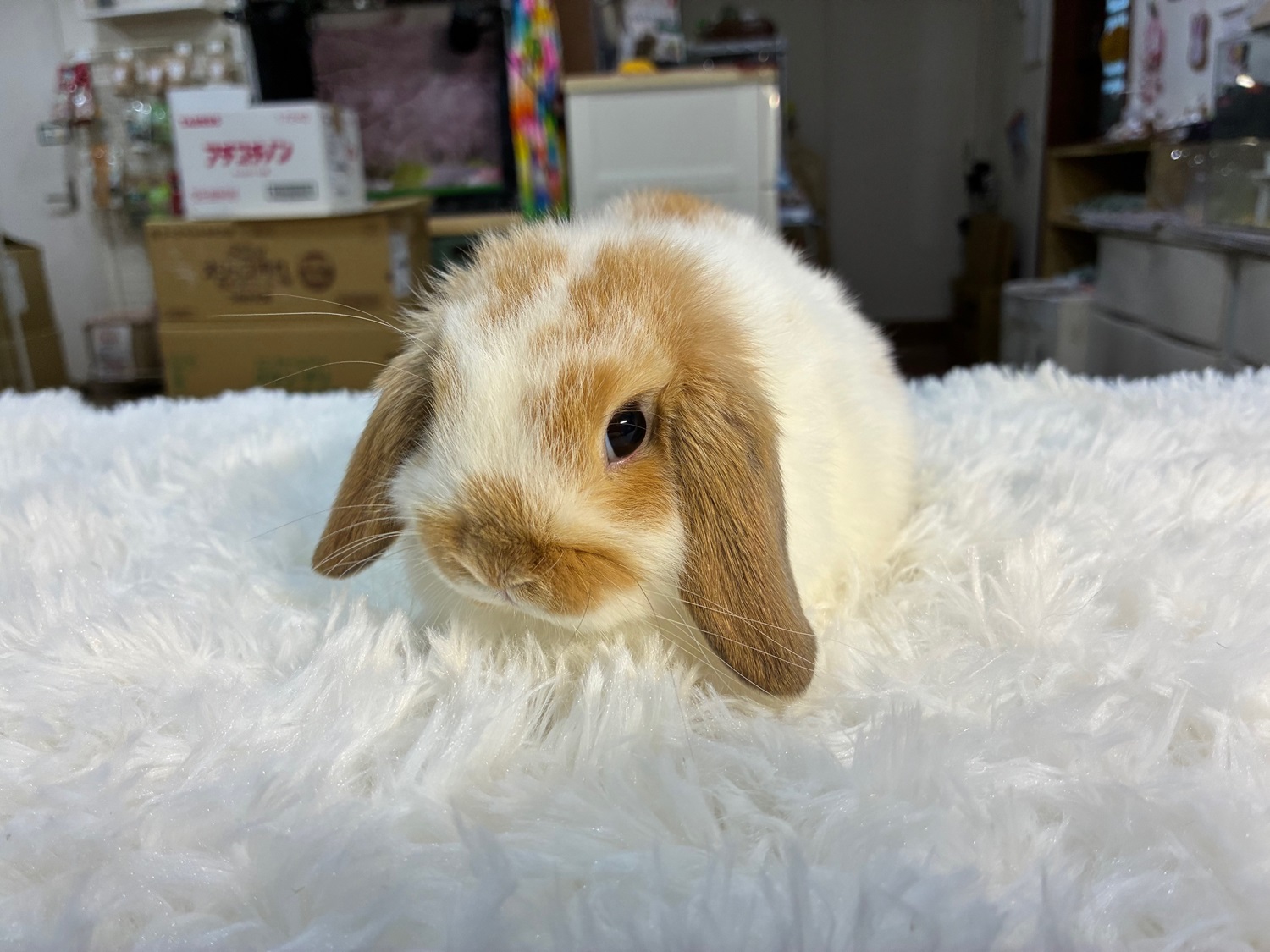 ホーランドロップ（No.1294）