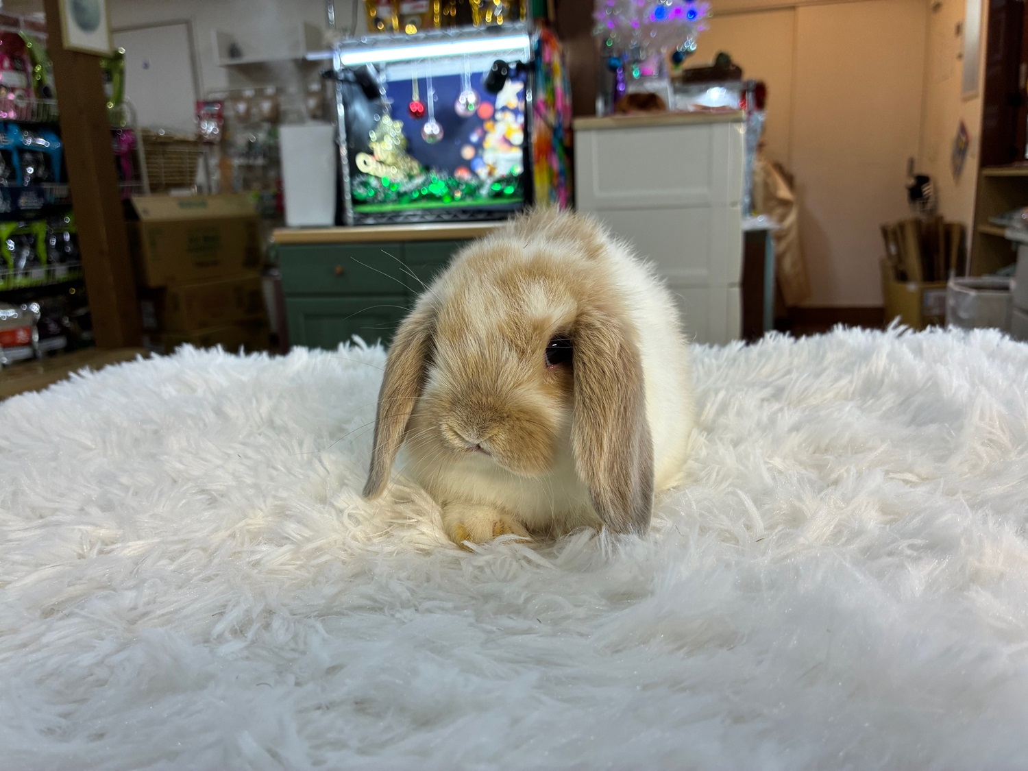 ホーランドロップ(No.1282)☆うさぎさんと過ごすお正月キャンペーン☆