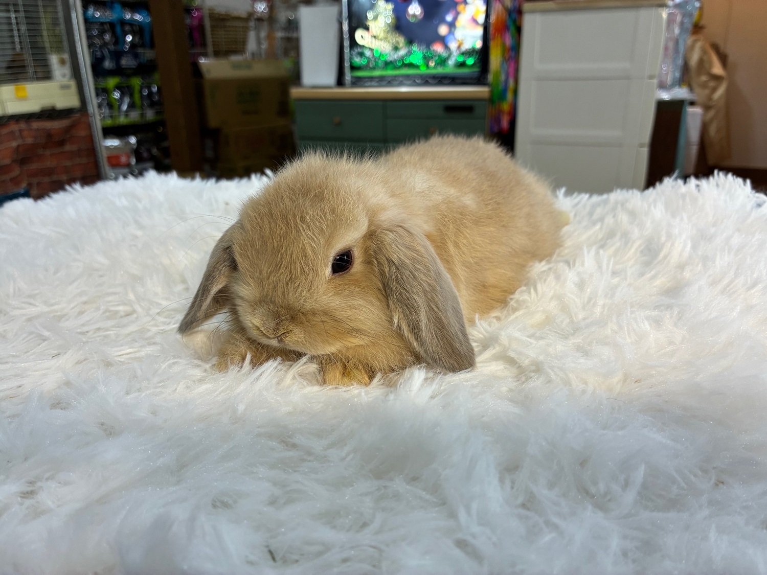 ホーランドロップ(No.1284)☆お迎え頂きました☆