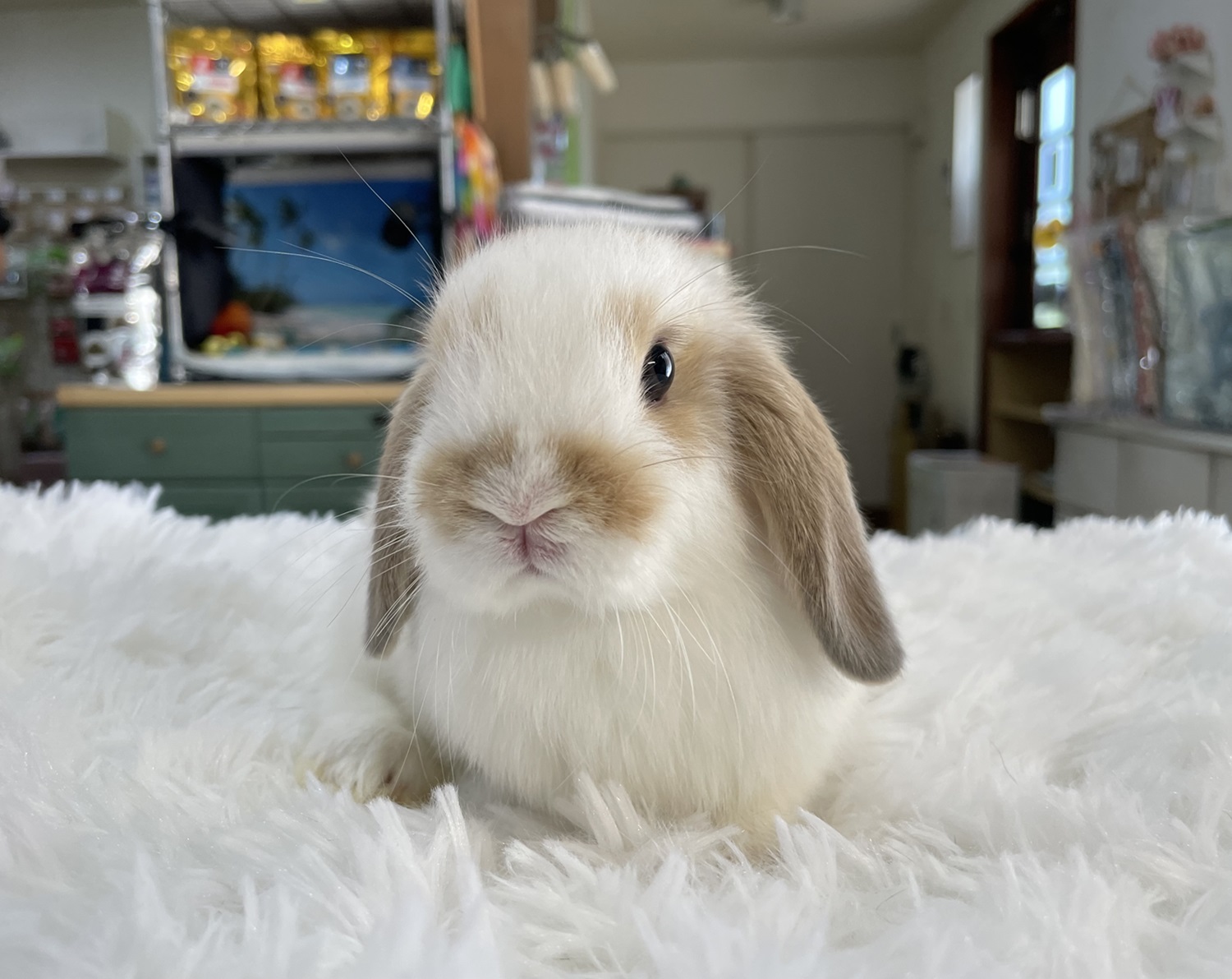 ホーランドロップ（No.1246）