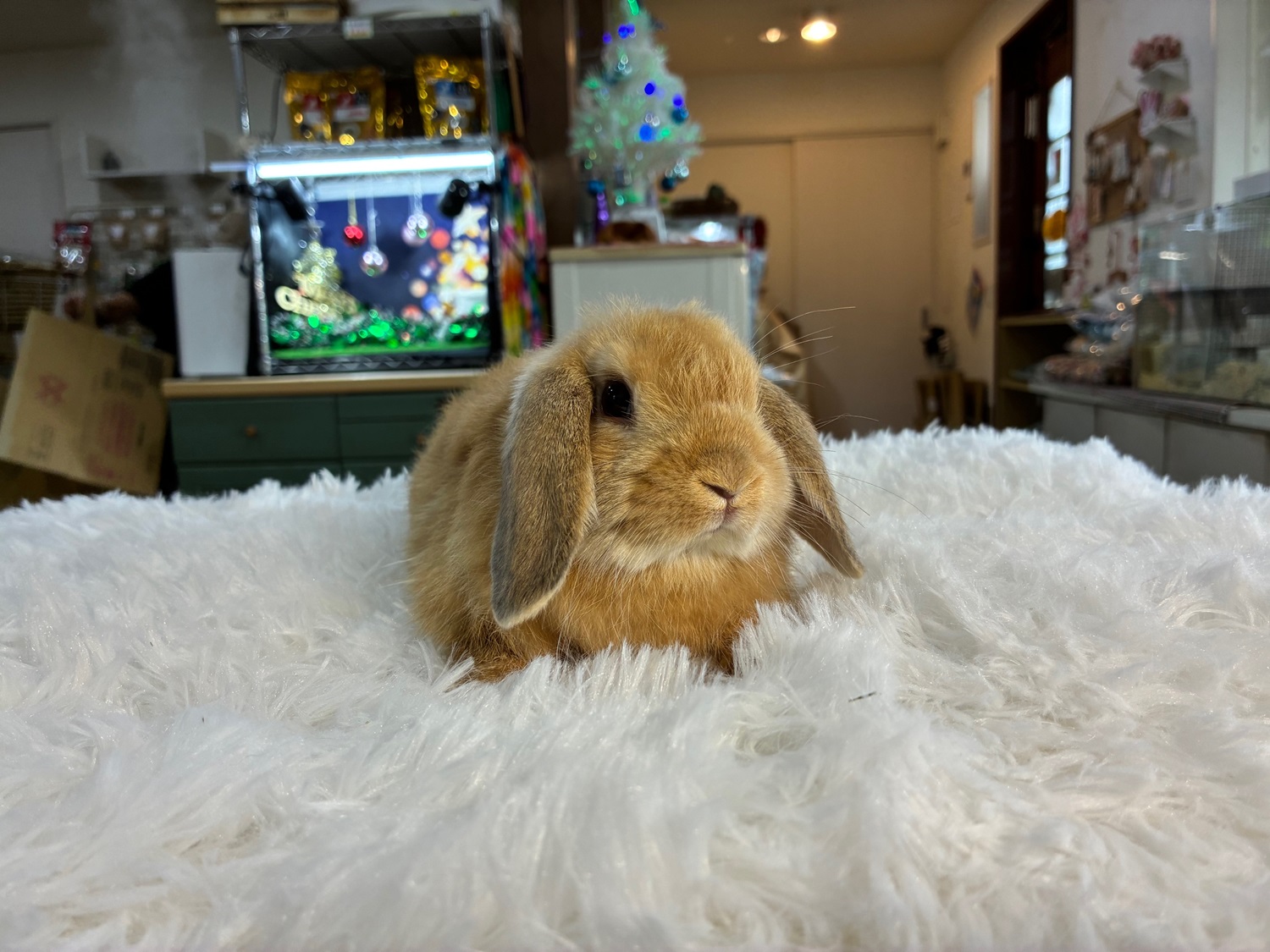 ホーランドロップ(No.1276)☆うさぎさんと過ごすお正月キャンペーン☆