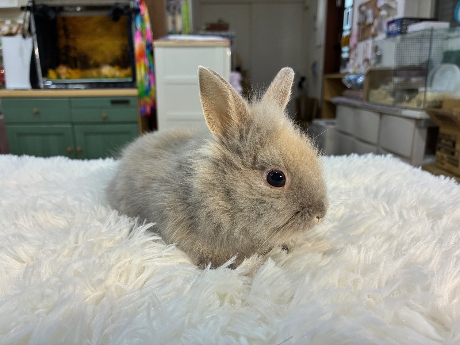 ライオンヘッド（No.1262）☆お迎え頂きました☆