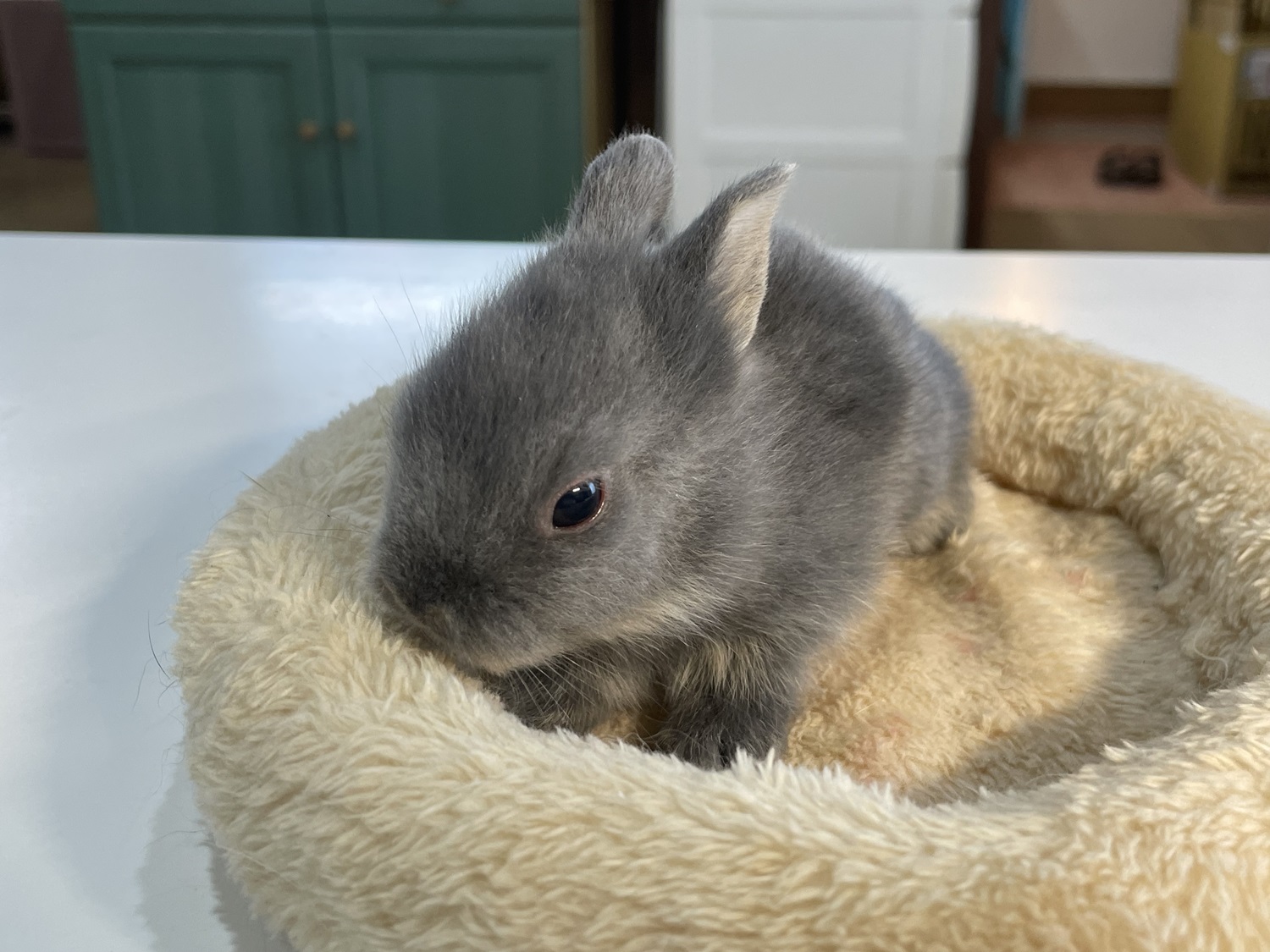 ライオンヘッド（No.1263）