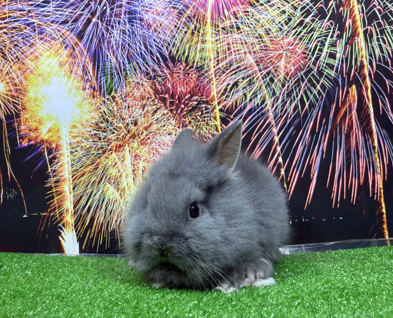ライオンヘッド(No.1313)☆ご予約頂きました☆