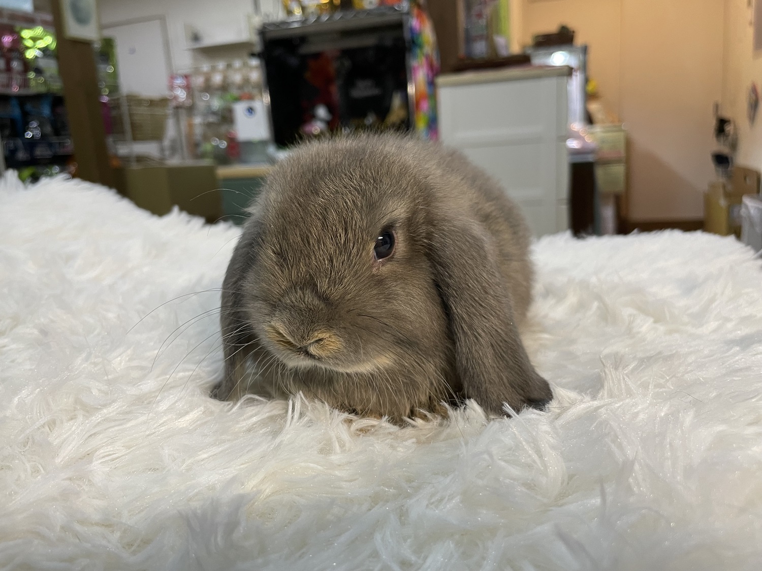 ホーランドロップ（No.1273）