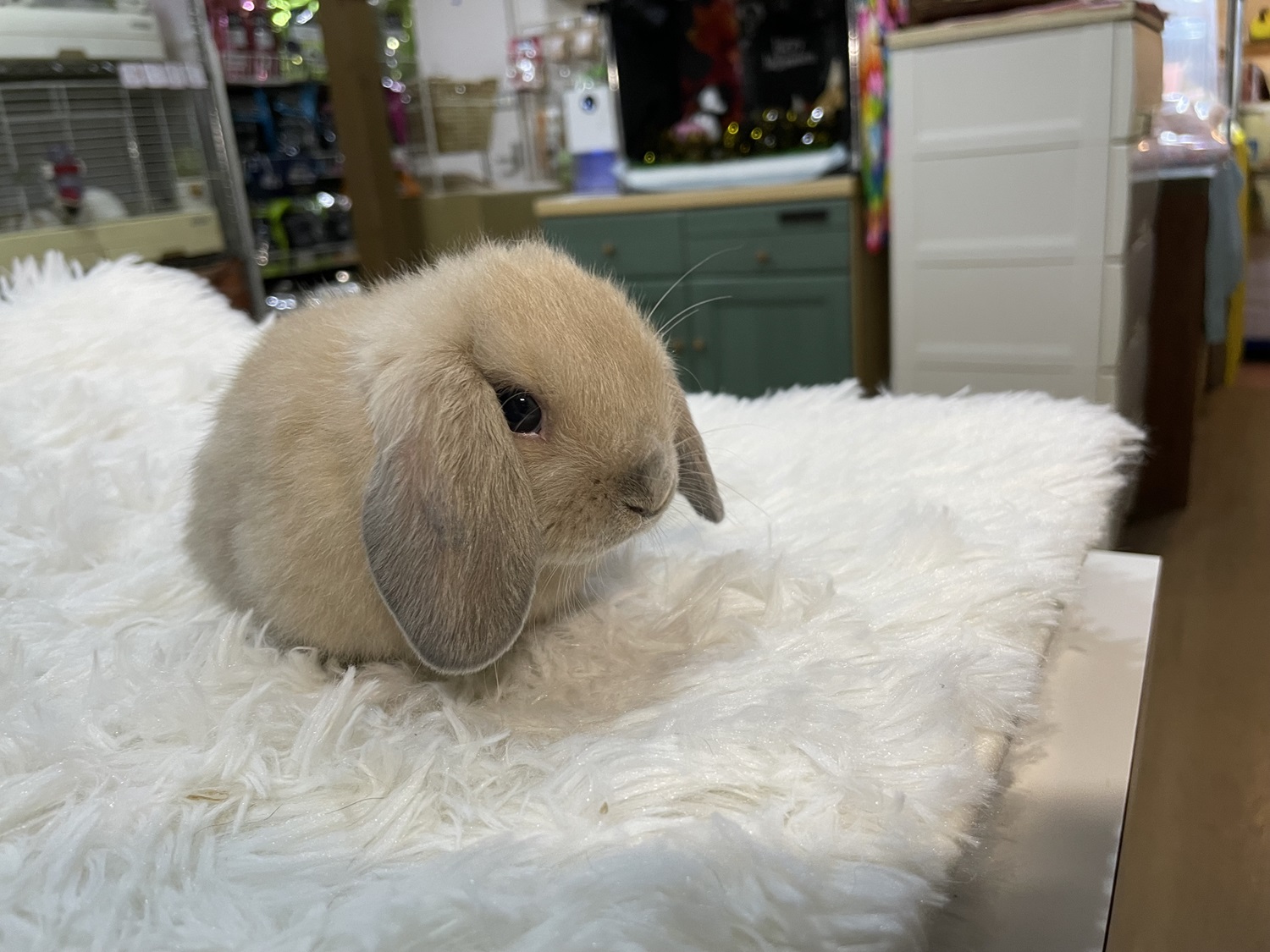 ホーランドロップ（No.1274）☆お迎え頂きました☆