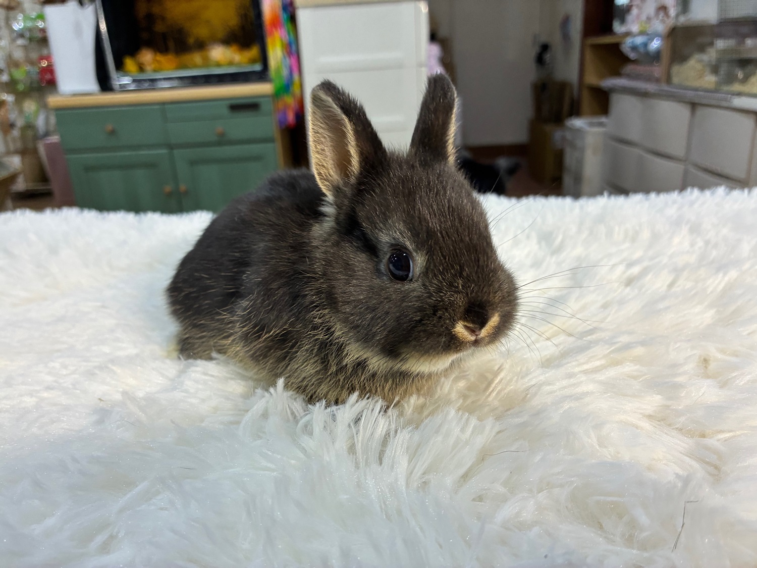 ネザーランドドワーフ（No.1258）☆ご予約頂きました☆