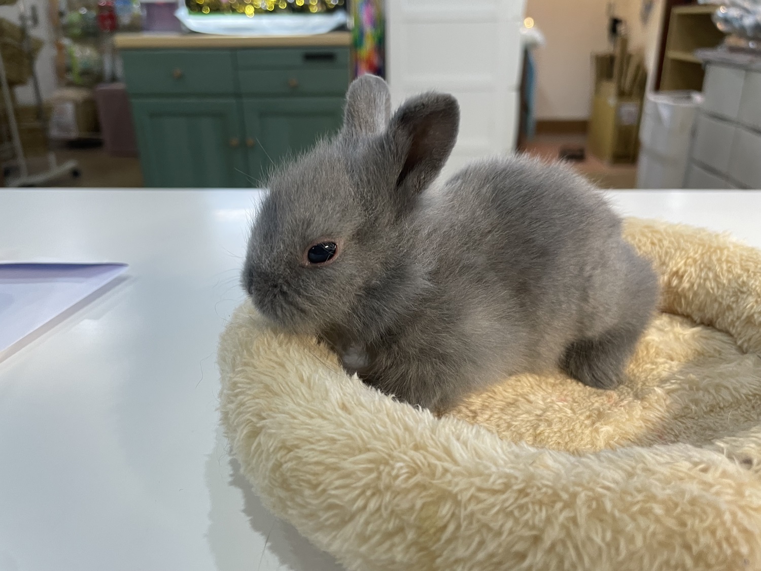 ライオンヘッド（No.1264）