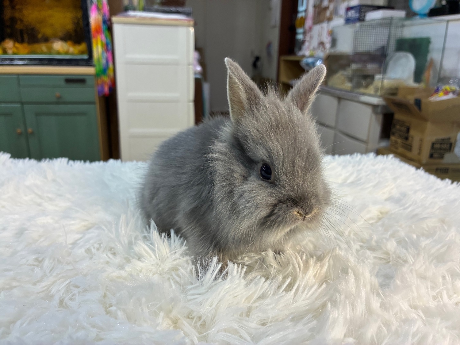 ライオンヘッド(No.1264)☆ライオンさんと暮らしてみようキャンペーン☆