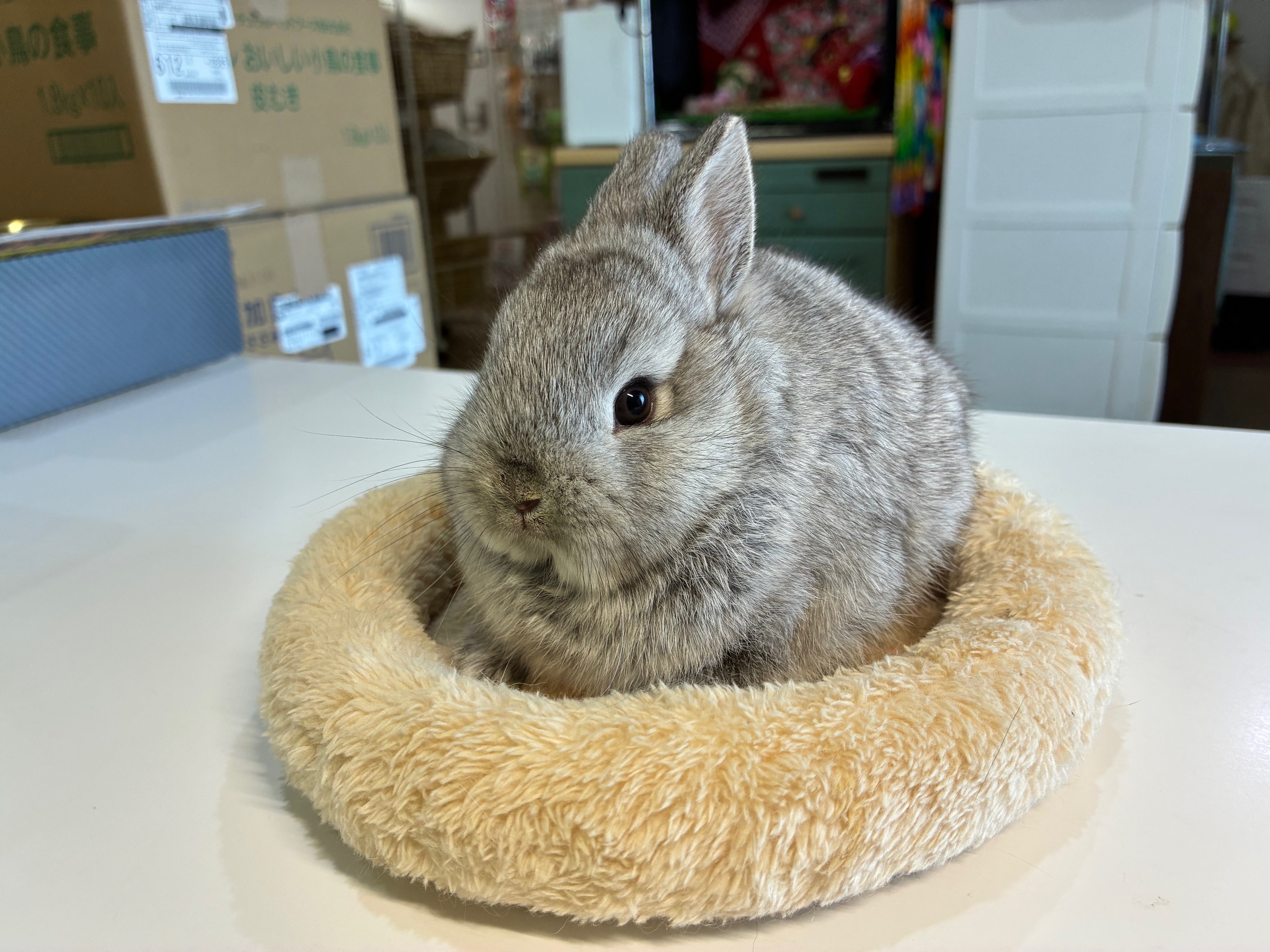 ネザーランドドワーフ（No.1288）☆ご予約頂きました☆