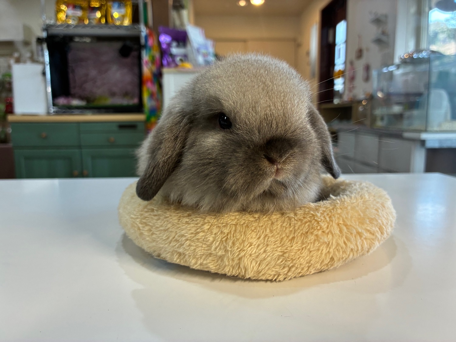 ホーランドロップ（No.1292）☆ご予約頂きました☆