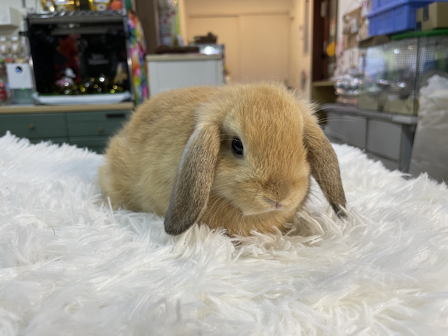 ホーランドロップ（No.1272）