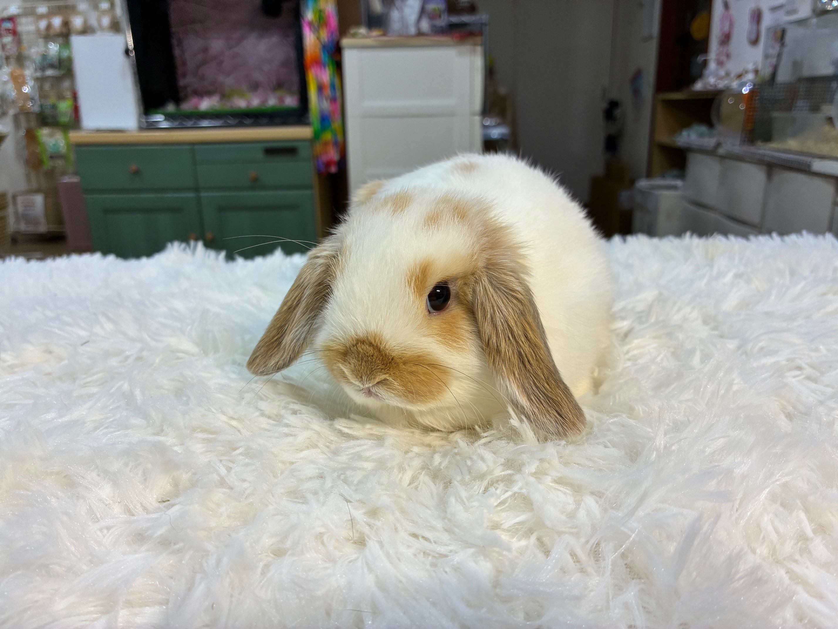 ホーランドロップ（No.1301）