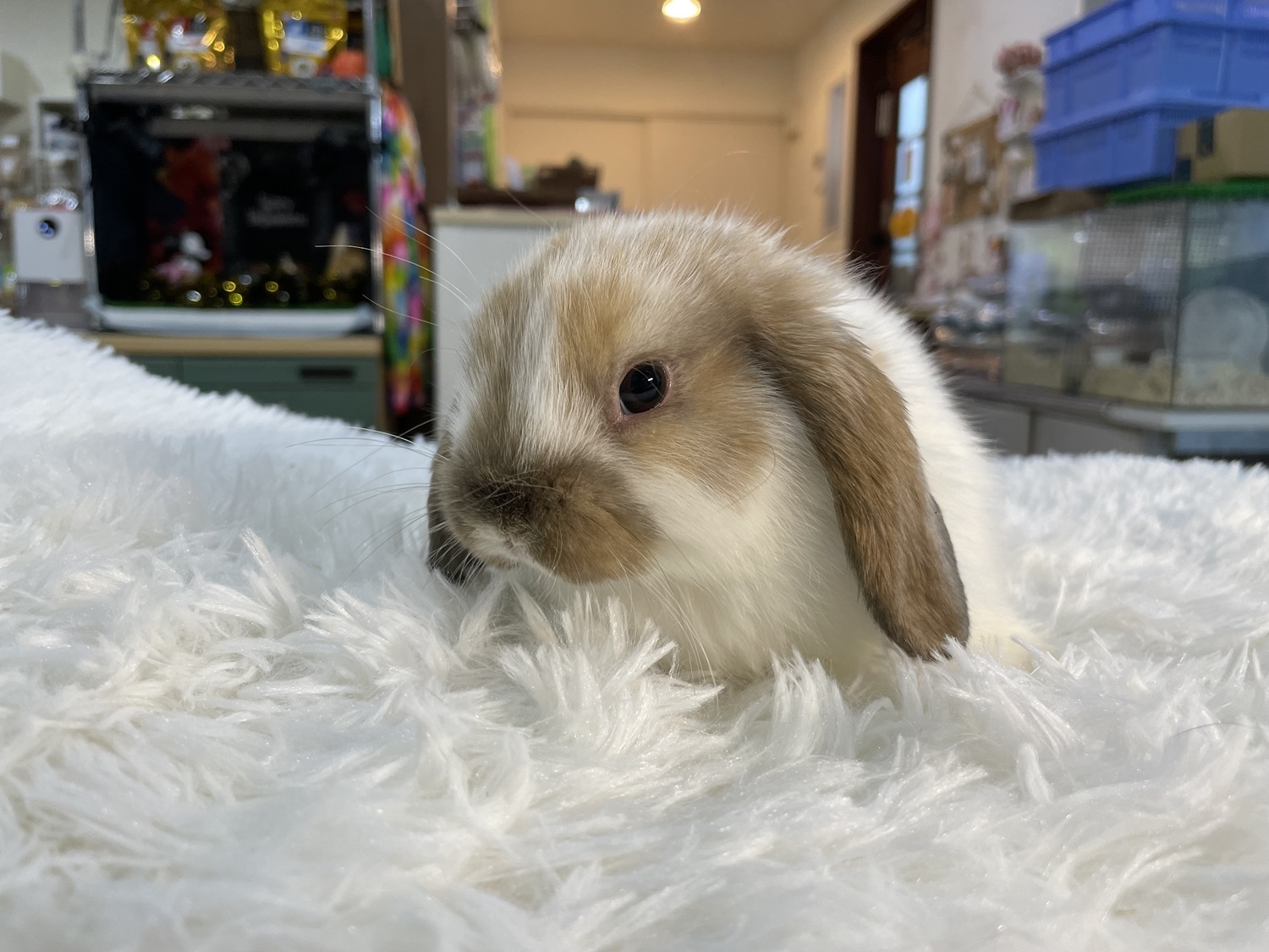 ホーランドロップ（No.1269）☆お迎え頂きました☆