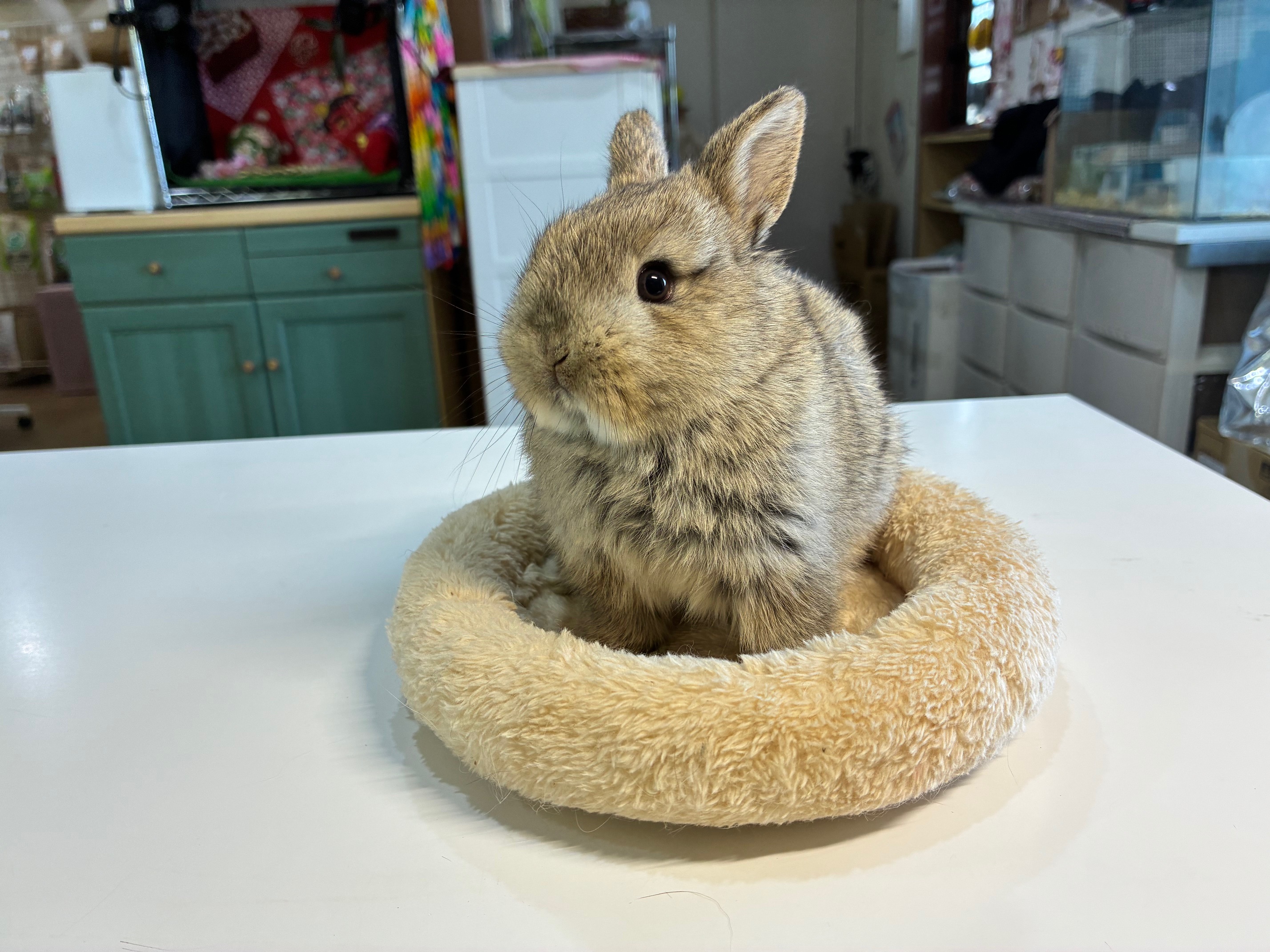 ネザーランドドワーフ（No.1289）