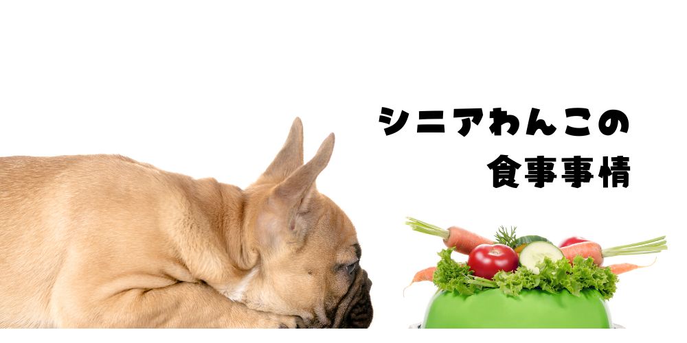 シニア犬ちびの楽しい食事