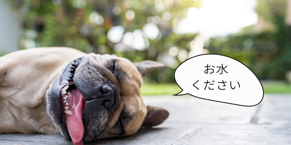 犬にミネラルウォーターって良いの？悪いの？問題